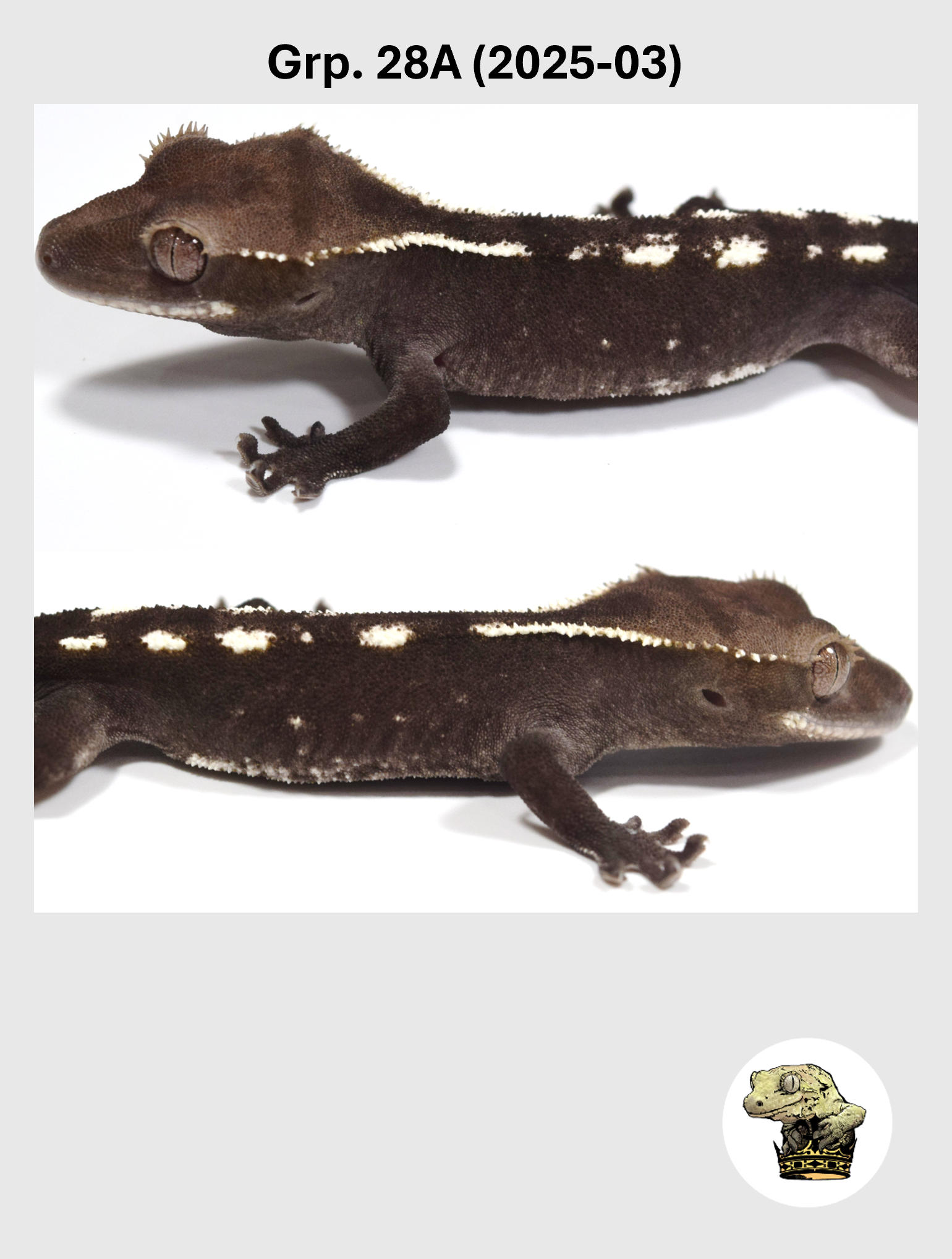 Grp. 28A (2025-03) (2026-04-15) (2) SQSP.png