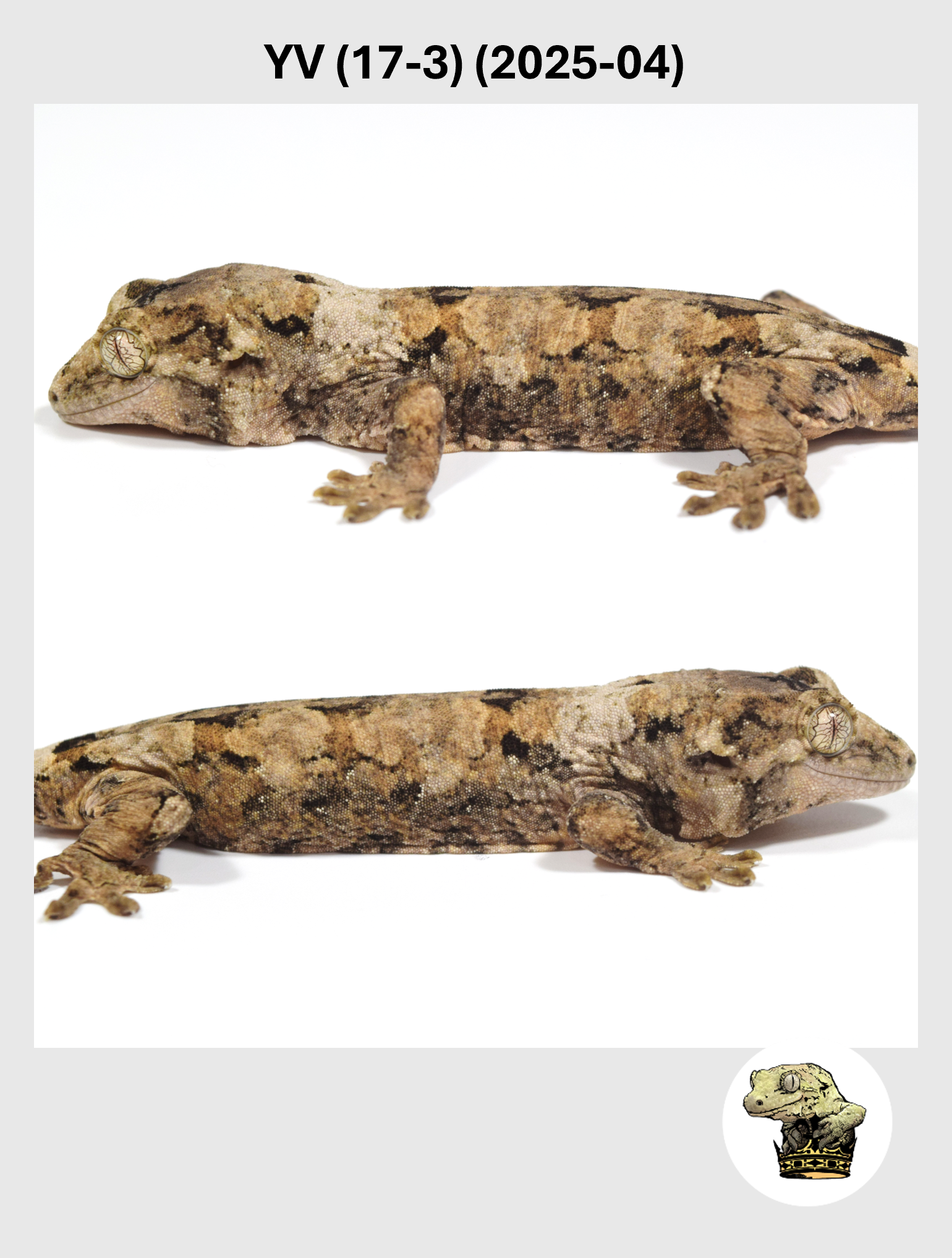 YV (17-3) (2025-04) (2026-02-03) (4) SQSP.png