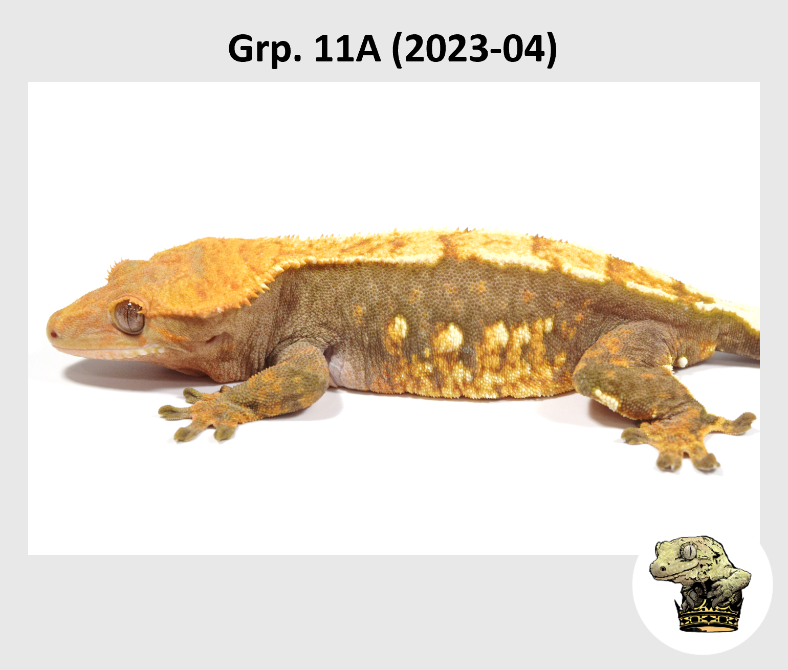 MM Grp. 11A (2023-04) (2024-03-05) (2).png