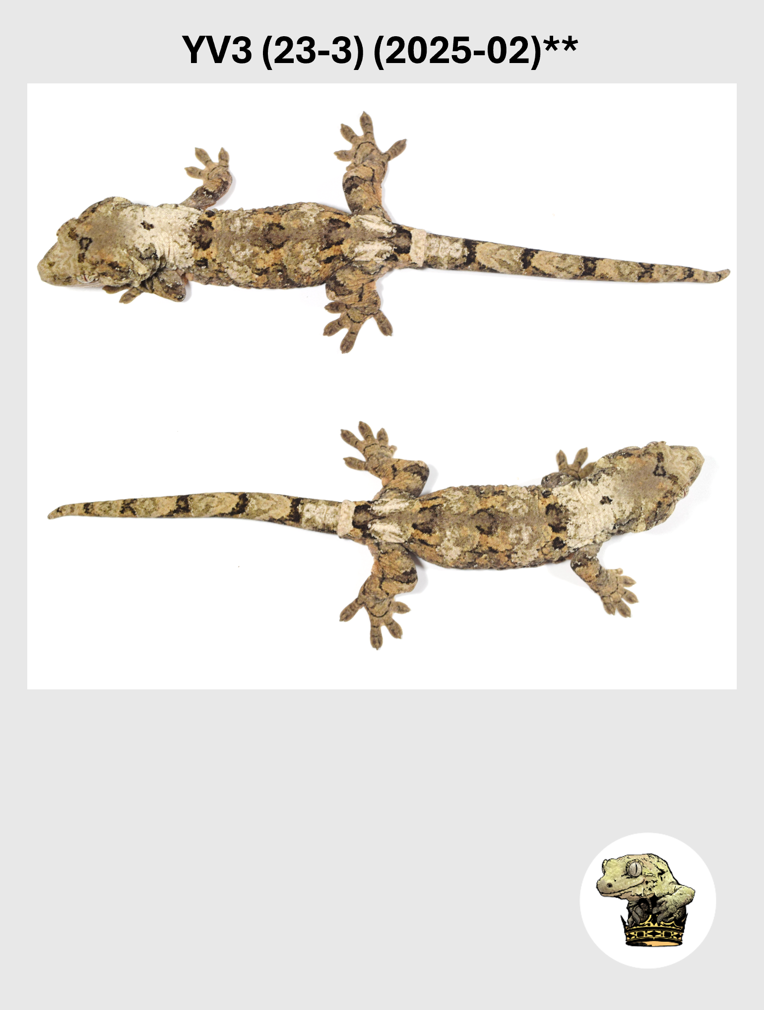 YV3 (23-3) (2025-02) REPEAT (2026-03-18) (5) SQSP.png