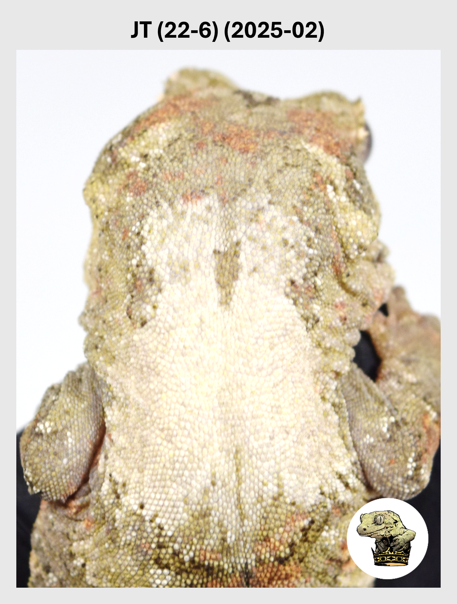 JT (22-6) (2025-02) (2026-10-02) (1) SQSP.png