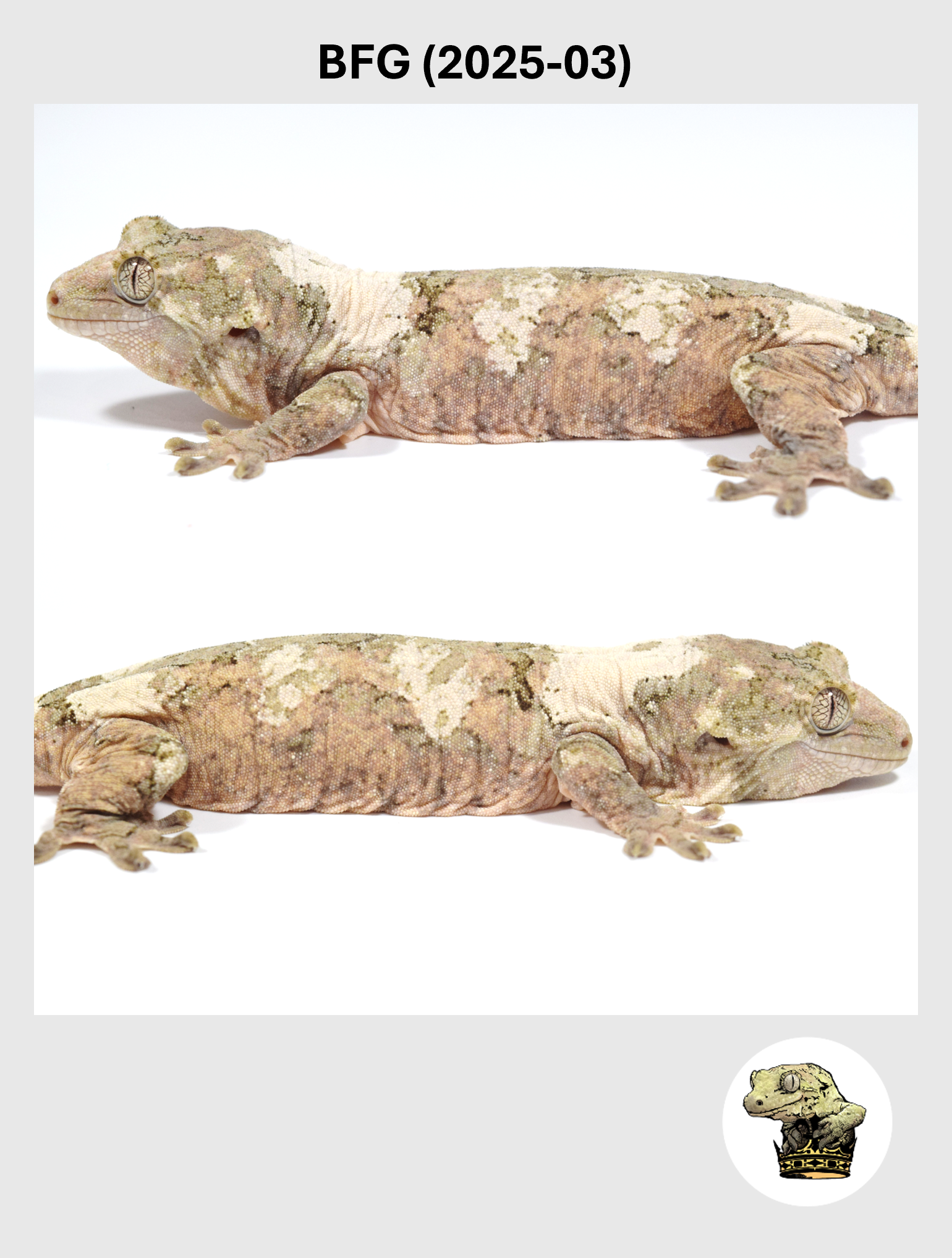 BFG (2025-03) (2026-01-16) (4) SQSP.png