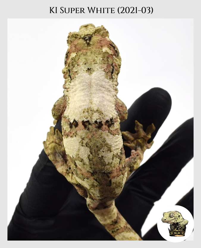 21 - Sire - KI Super White (2021-03) (2022-05-01) (1).png