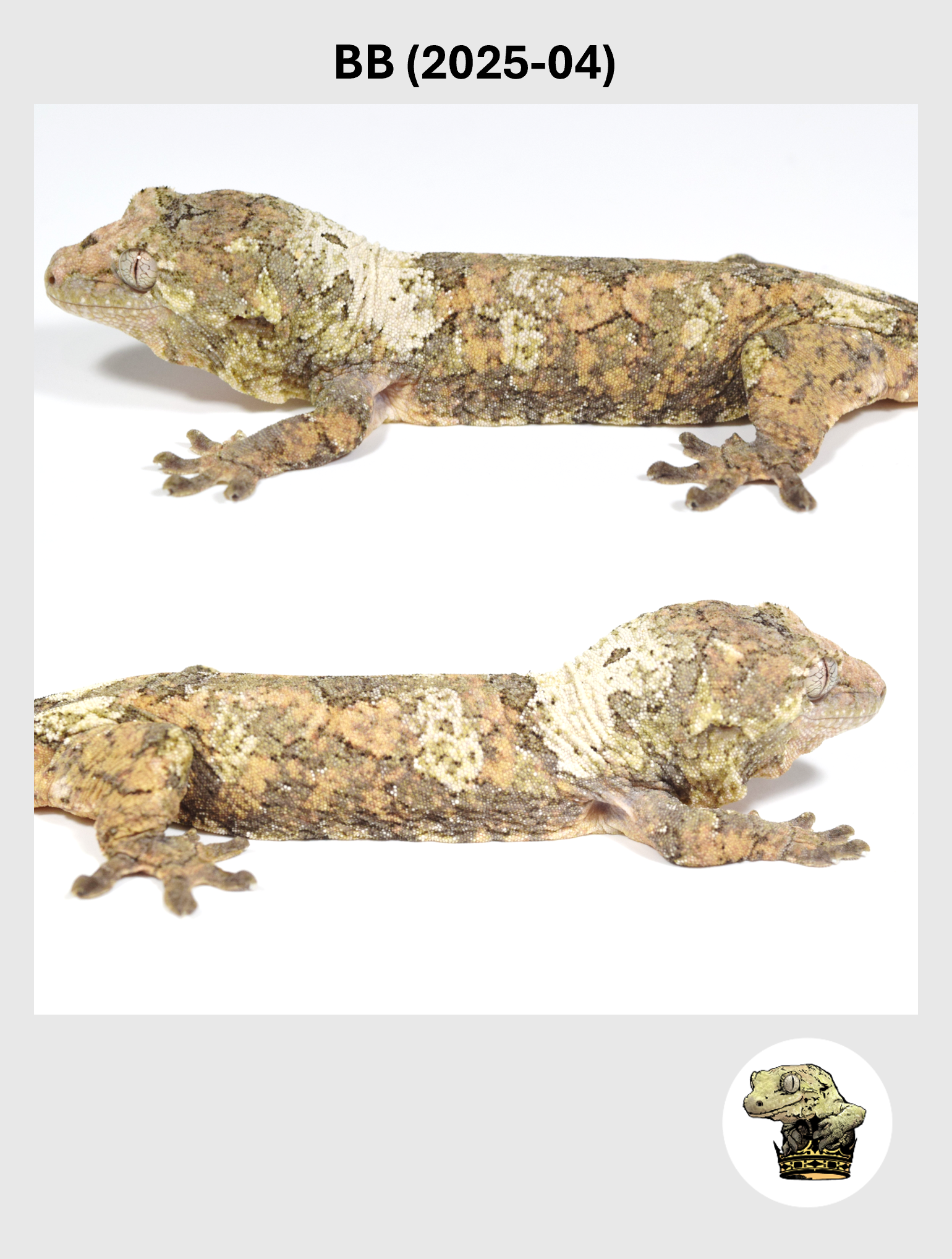 BB (2025-04) (2026-02-17) (4) SQSP.png