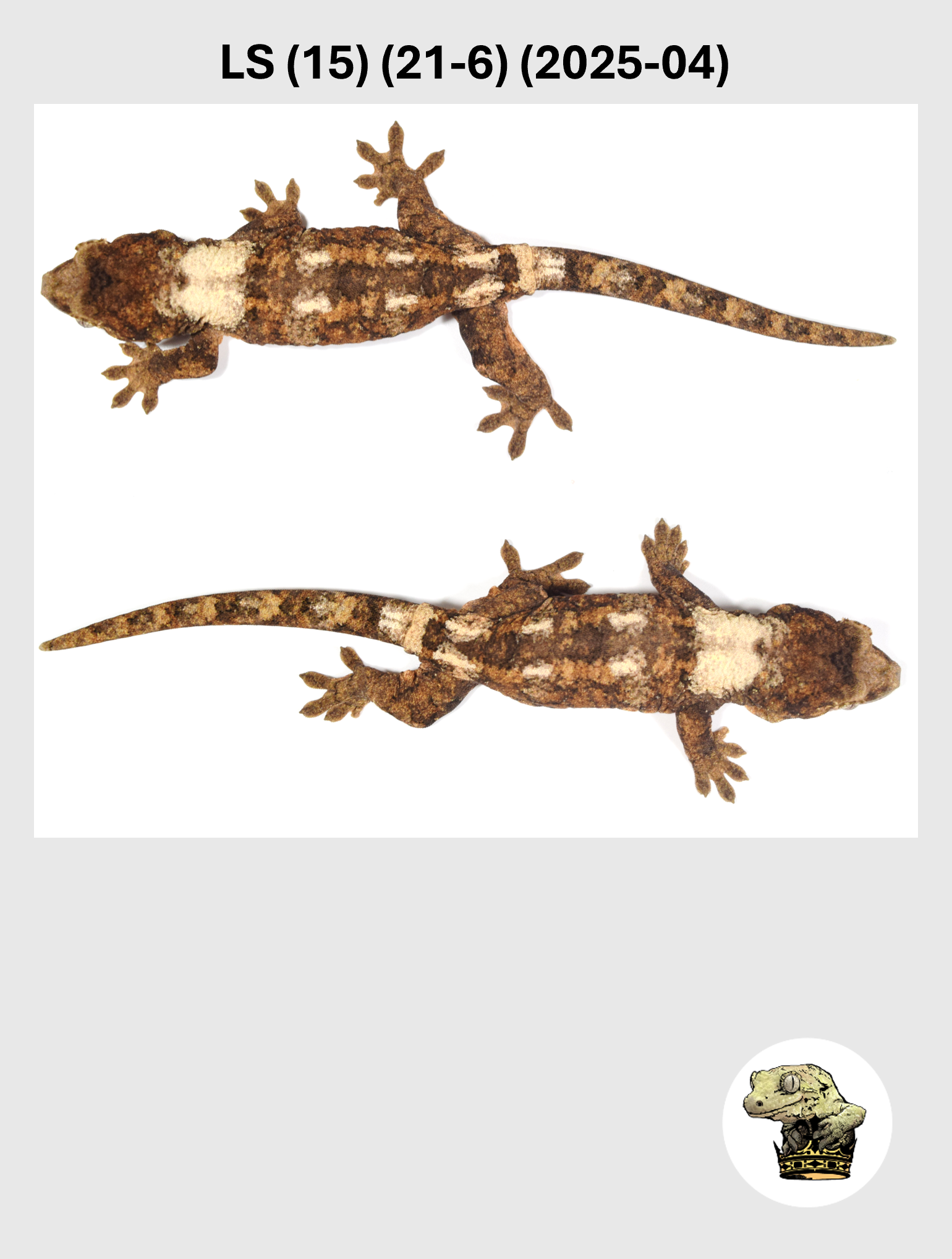 LS (15) (21-6) (2025-04) (2026-03-25) (3) SQSP.png