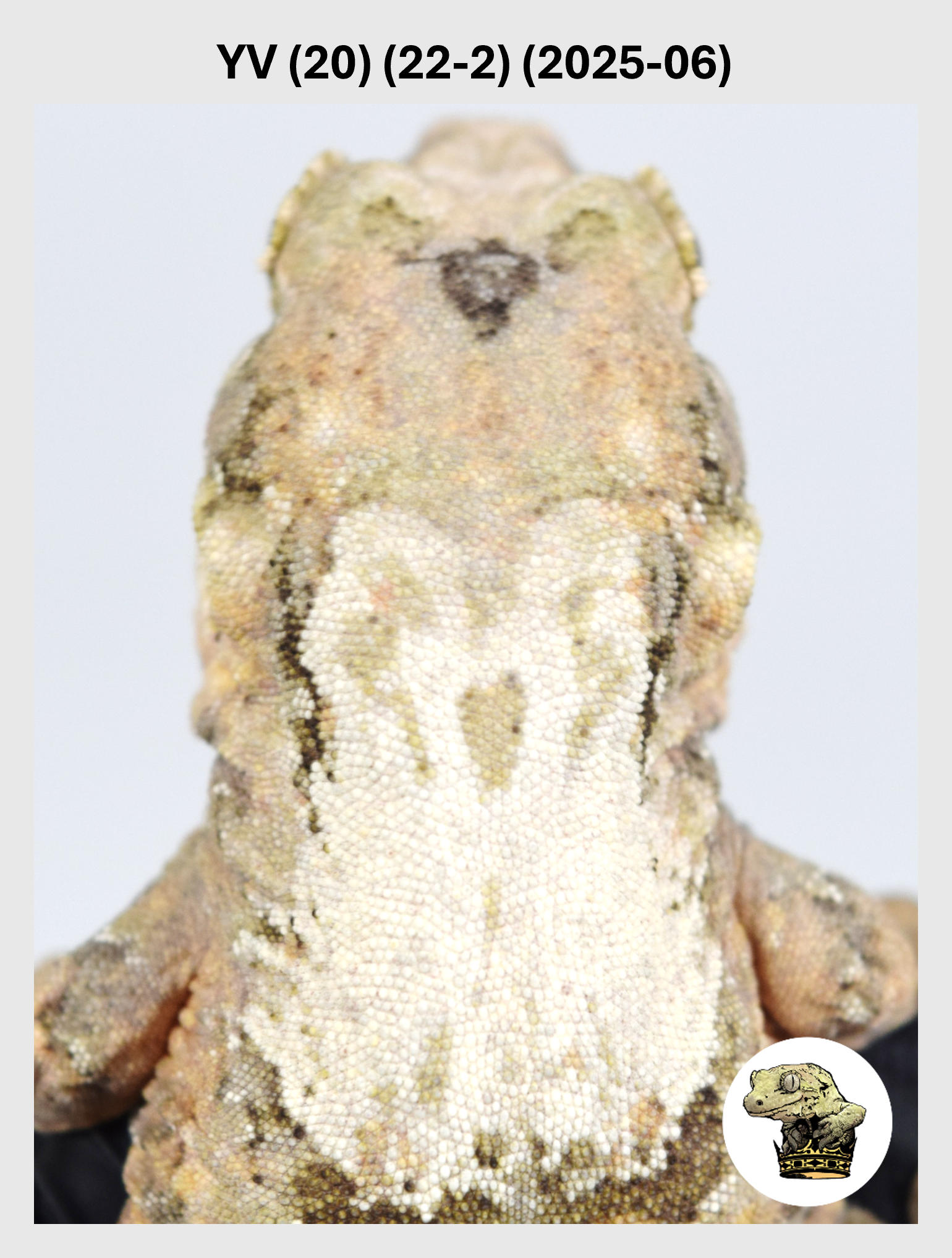 YV (20) (22-2) (2025-06) (2026-03-04) (1) SQSP.png