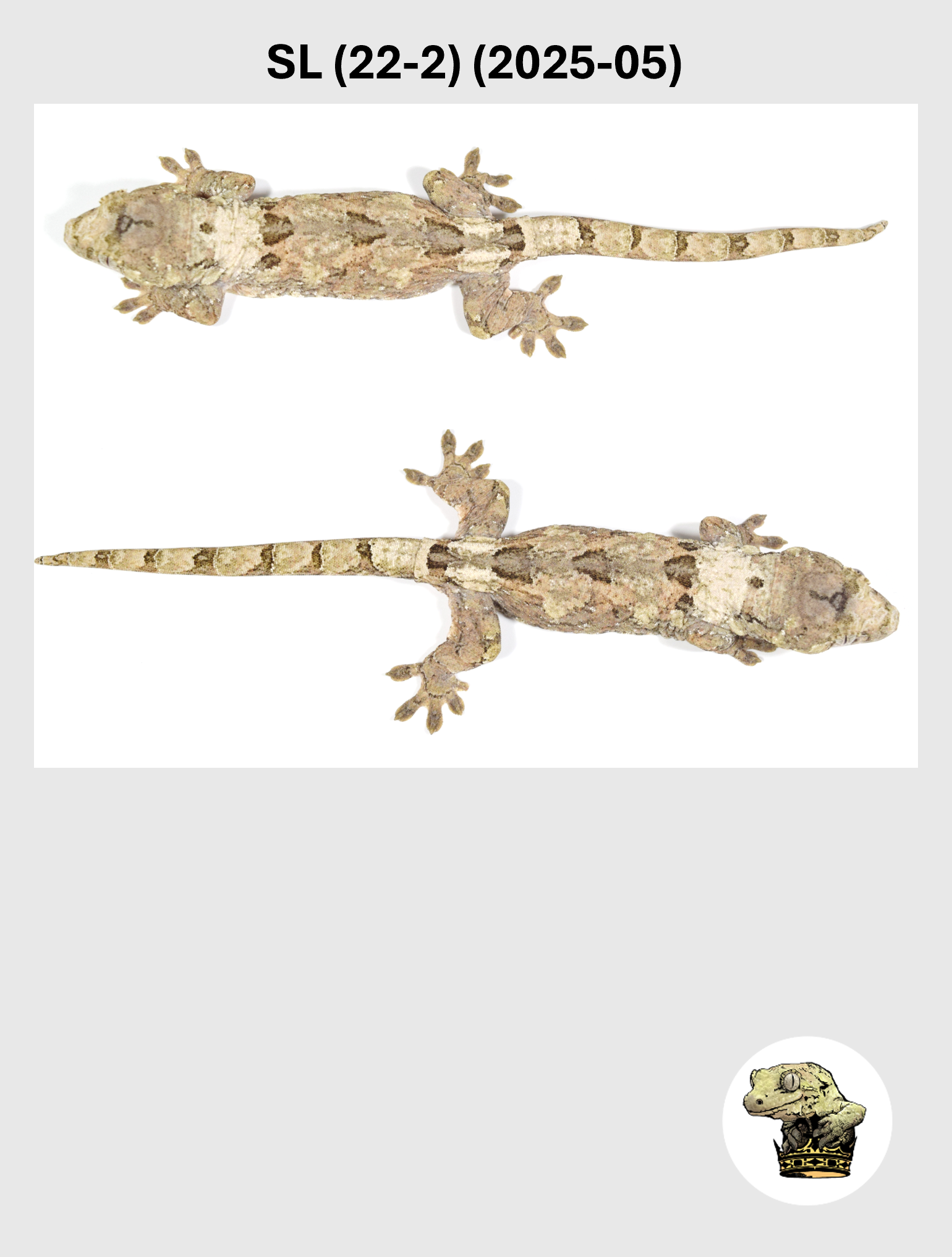 SL (22-2) (2025-05) (2026-03-11) (5) SQSP.png