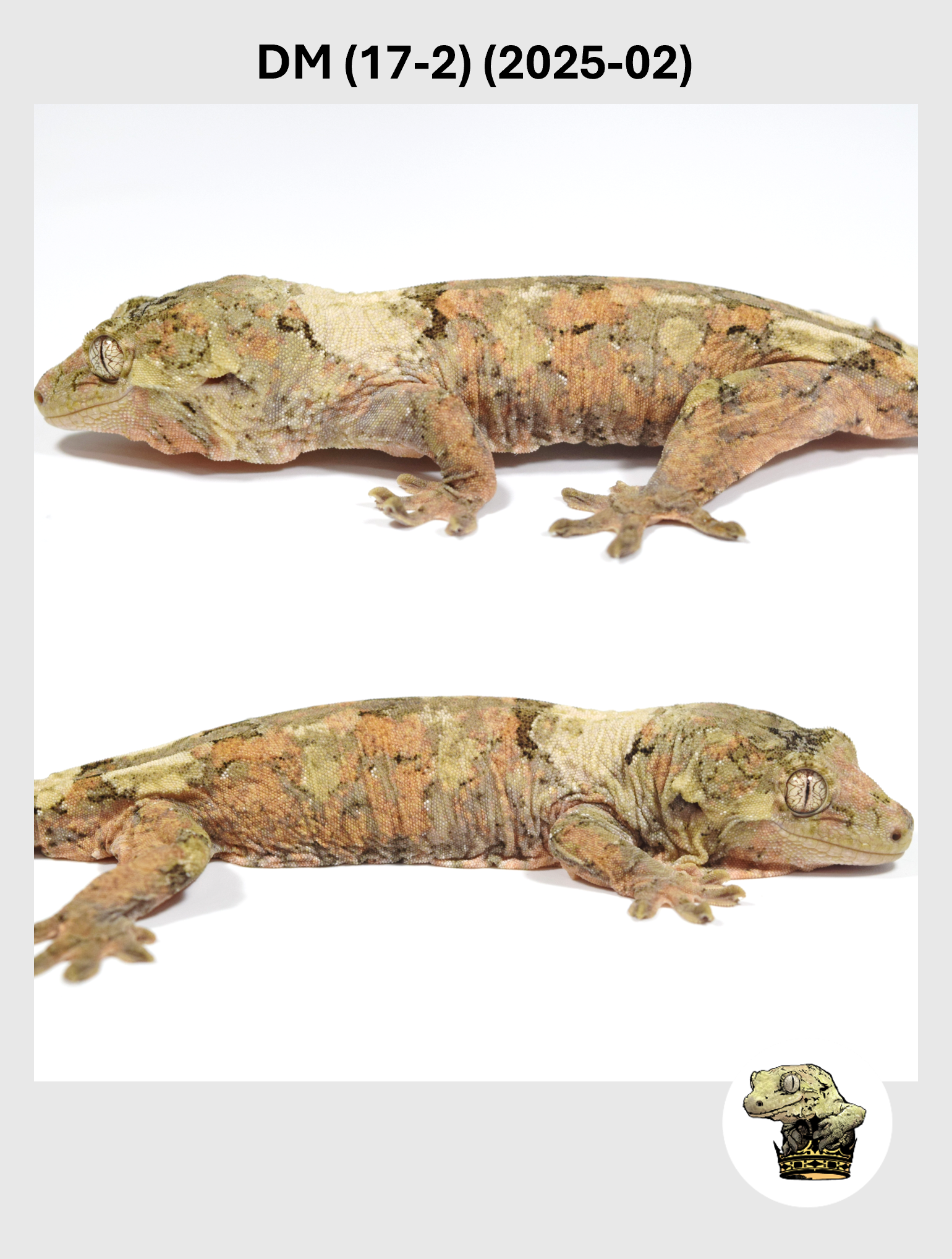 DM (17-2) (2025-02) (2026-01-16) (4) SQSP.png