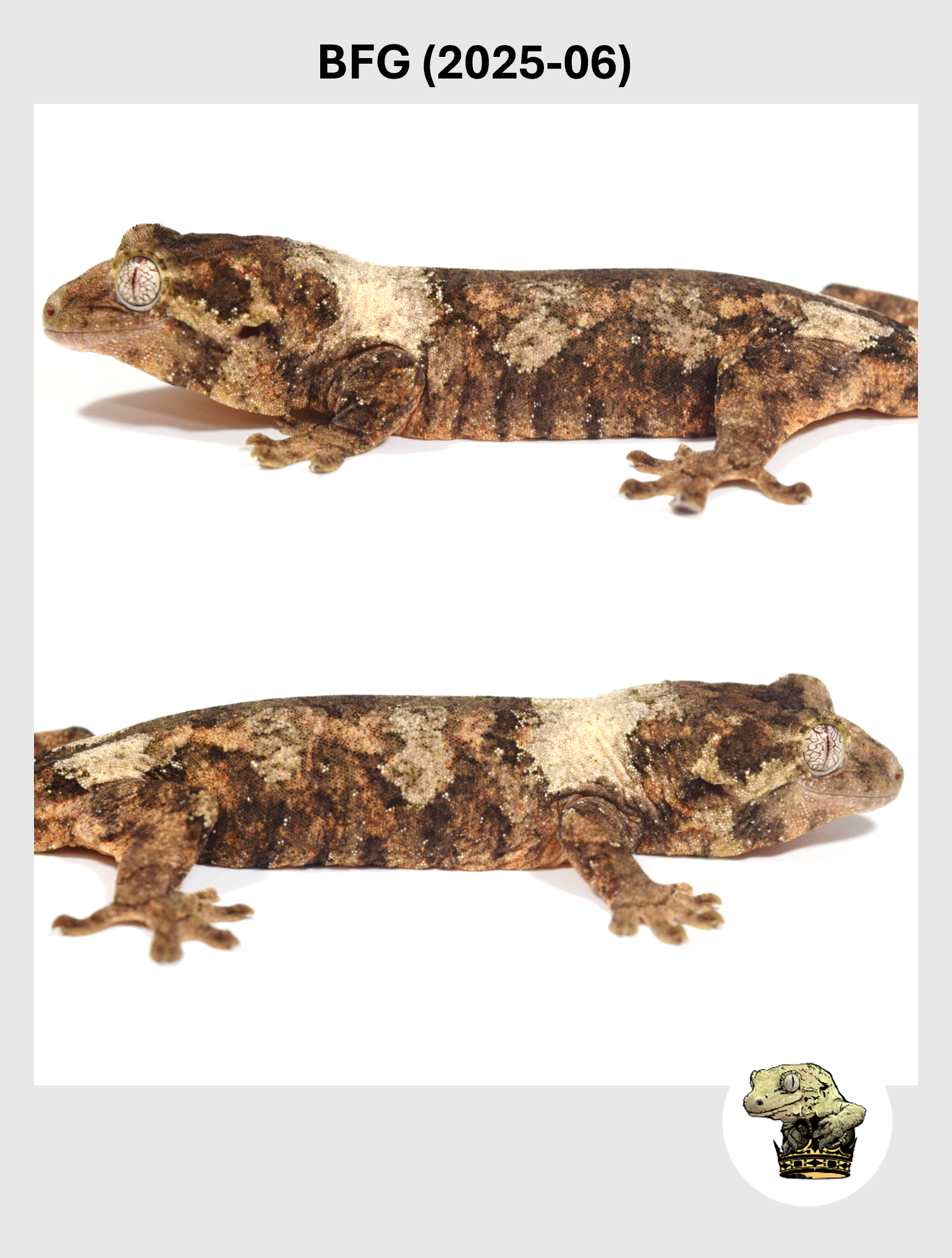 BFG (2025-06) (2026-01-20) (2) SQSP.png