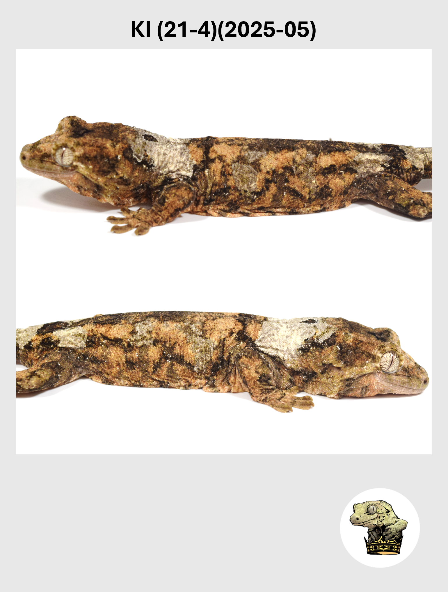 KI (21-4)(2025-05) (2026-02-17) (2) SQSP.png