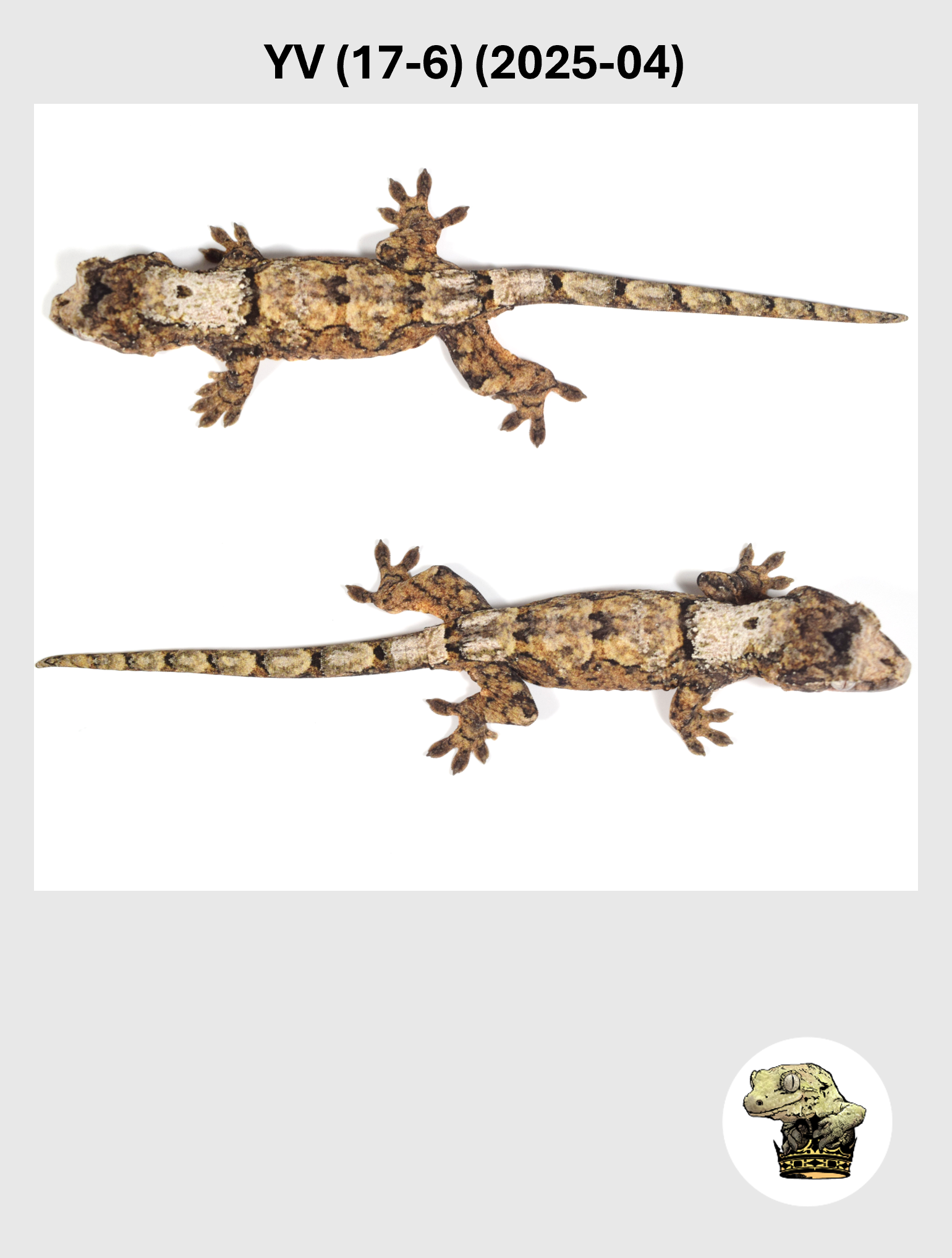 YV (17-6) (2025-04) (2026-02-25) (3) SQSP.png