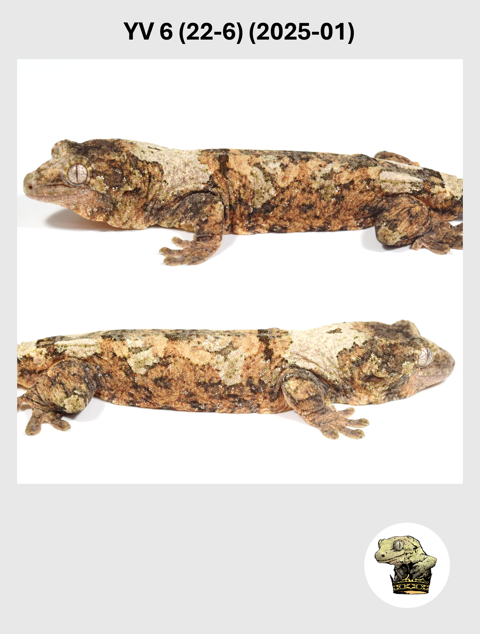 YV 6 (22-6) (2025-01) (2026-02-17) (2) SQSP.png