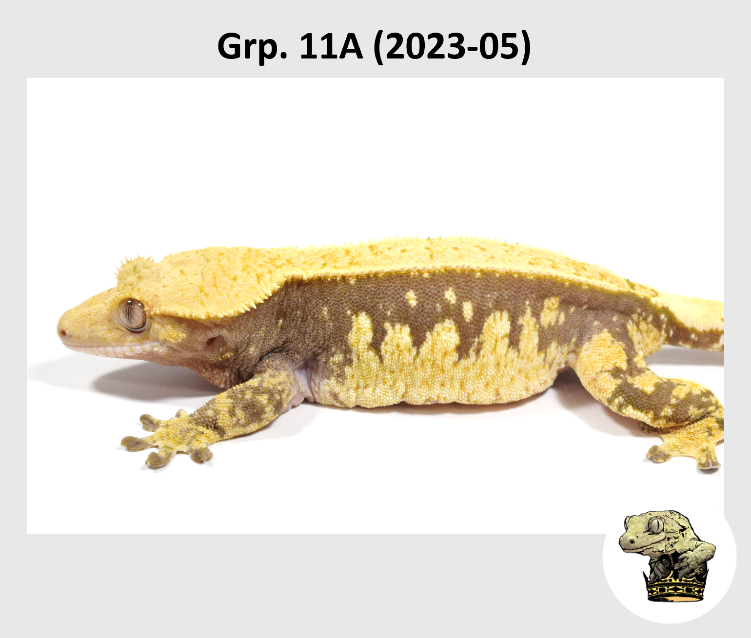 MM Grp. 11A (2023-05) (2024-03-05) (1).png
