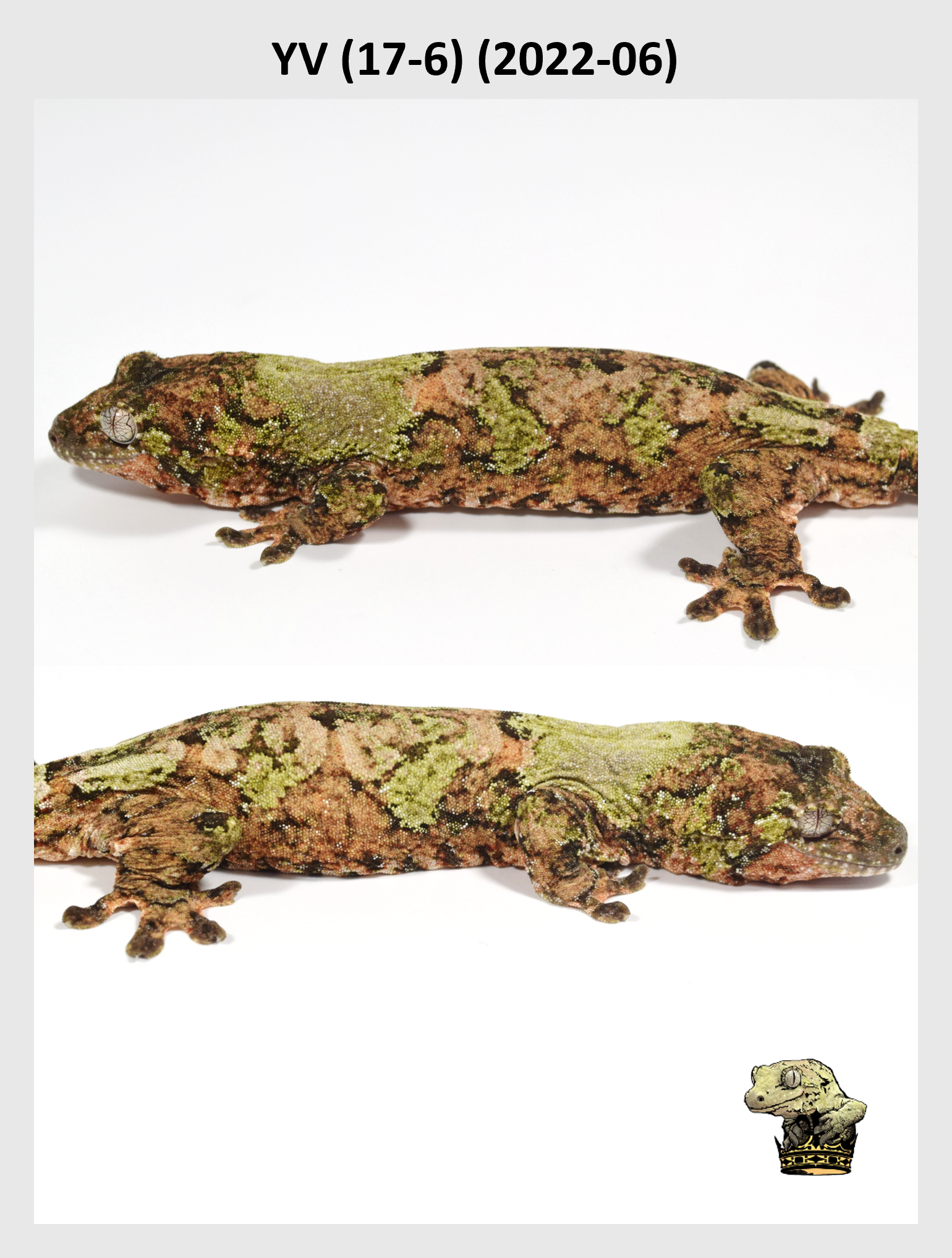 YV (17-6) (2022-06) (2024-06-26) (2) SQSP.png