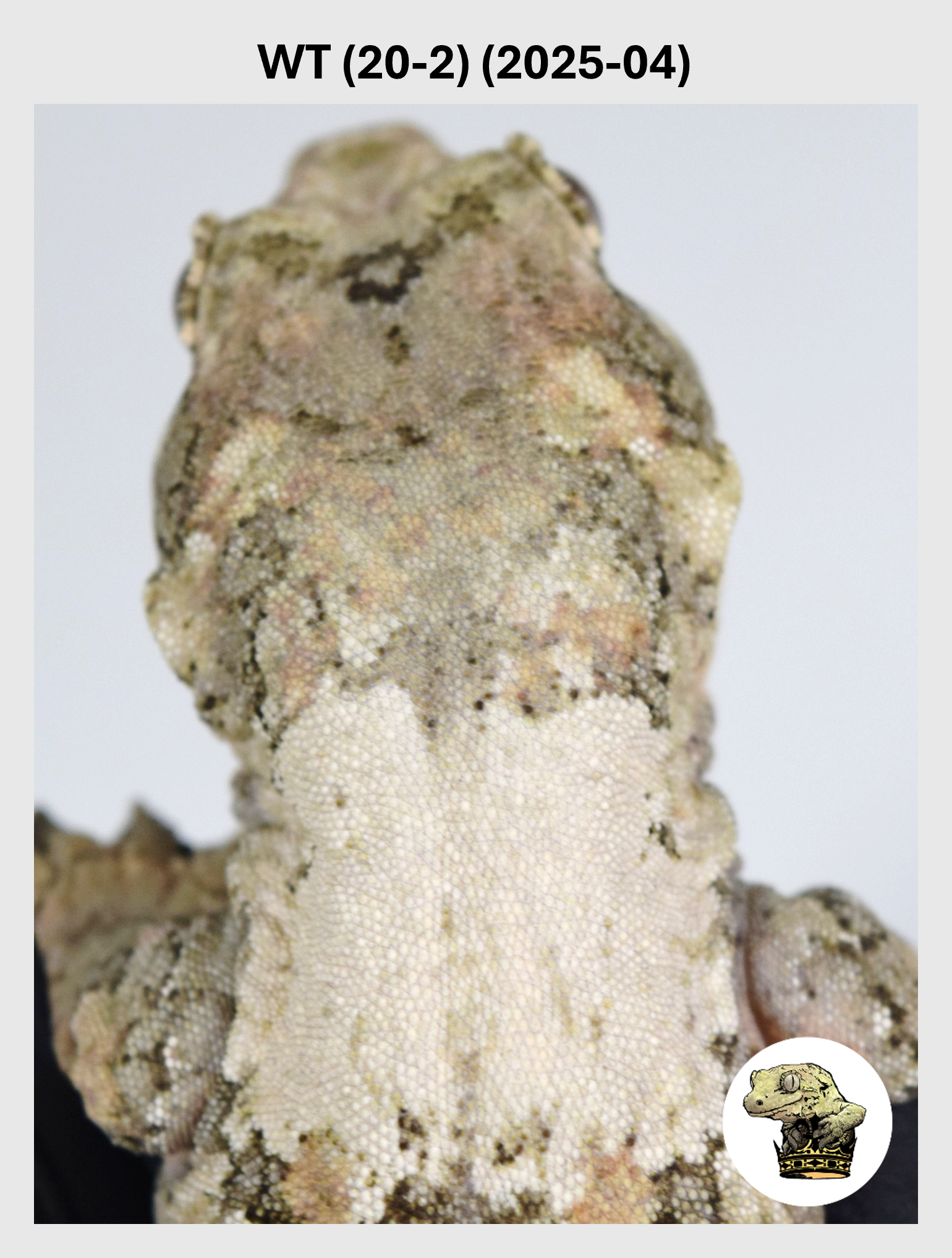 Super High White Line Female*! WT (20-2) (2025-04)