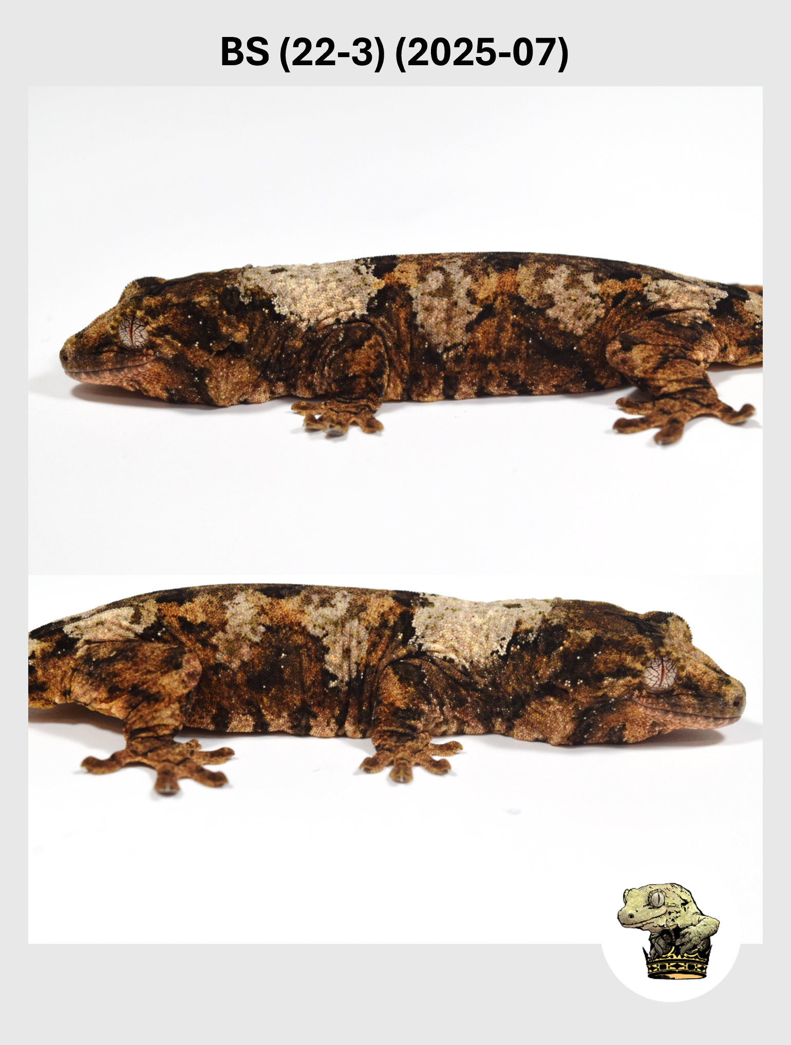 BS (22-3) (2025-07) (2025-12-02) (2) SQSP.png