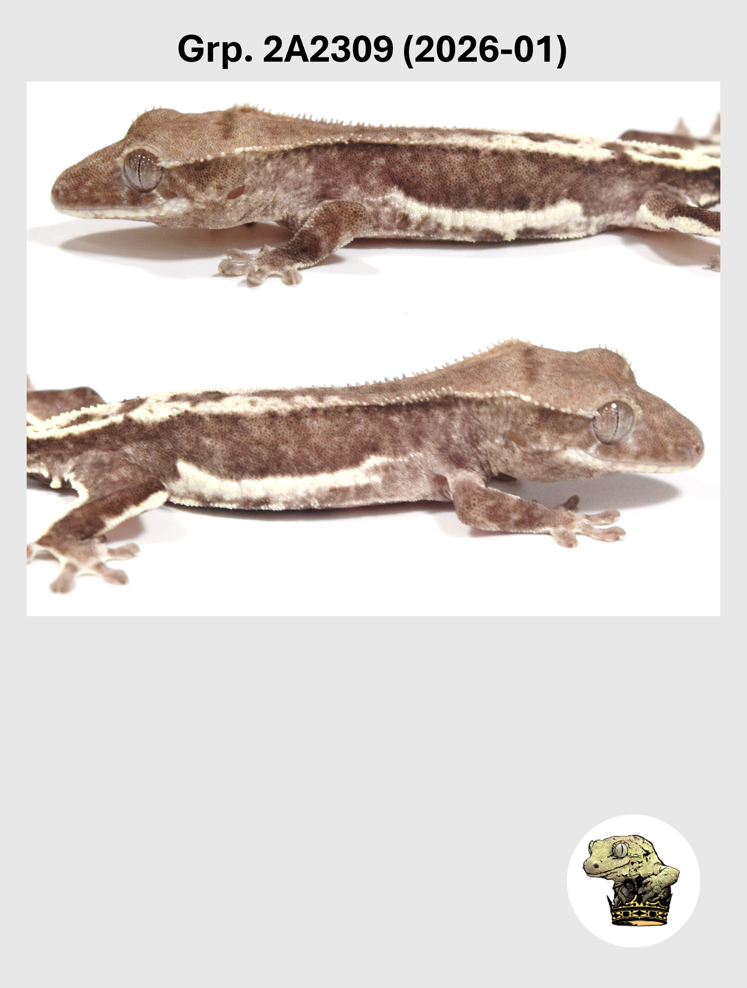 Visual Axanthic Lilly White Female* Crested Gecko! 2A2309 (2026-01)