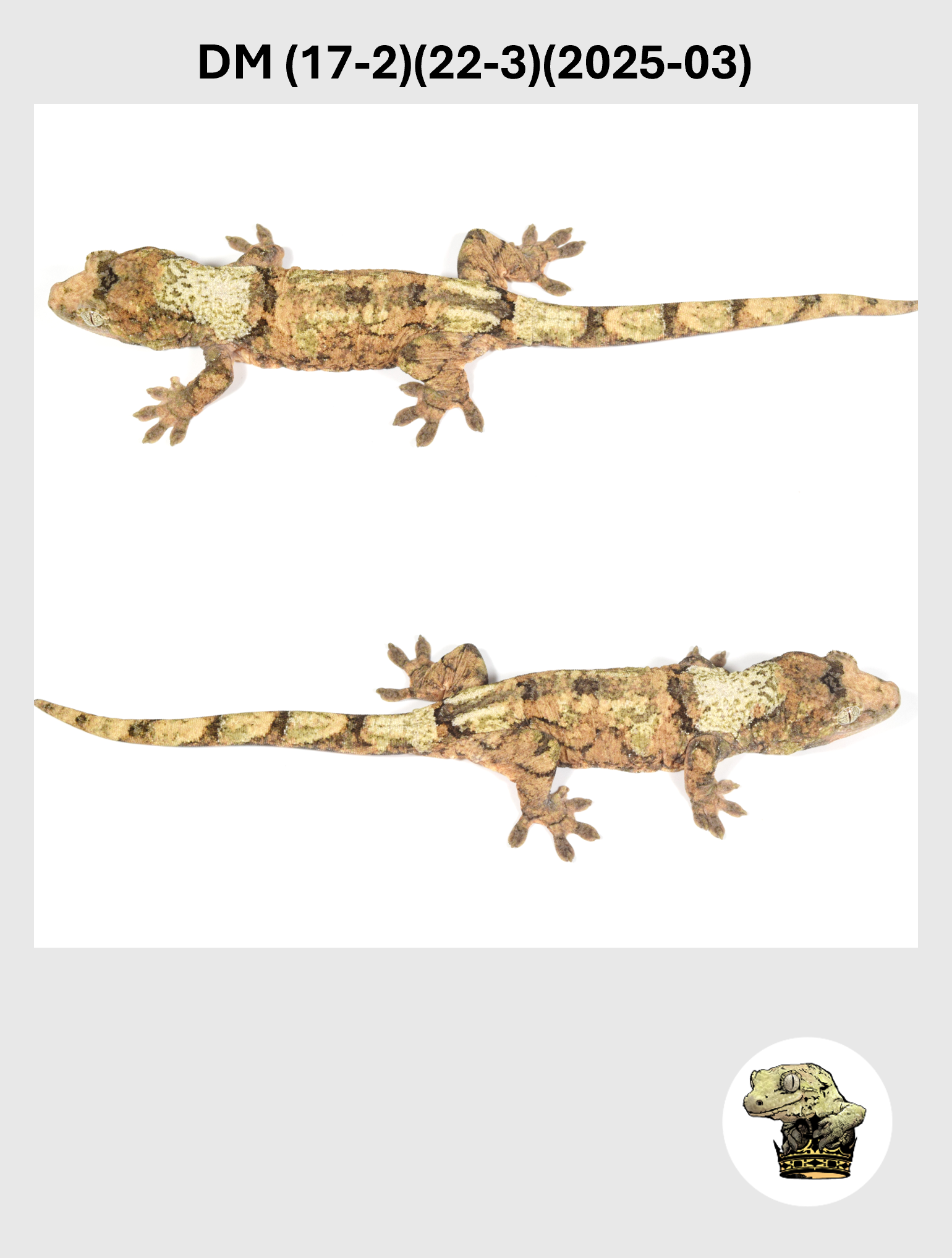 DM (17-2)(22-3)(2025-03) (2026-02-10) (5) SQSP.png