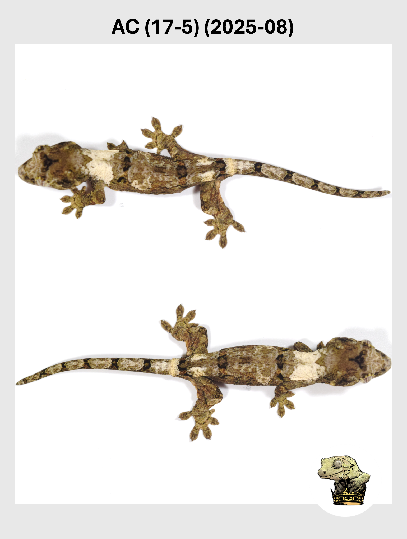 AC (17-5) (2025-08) (2025-12-22) (3) SQSP.png