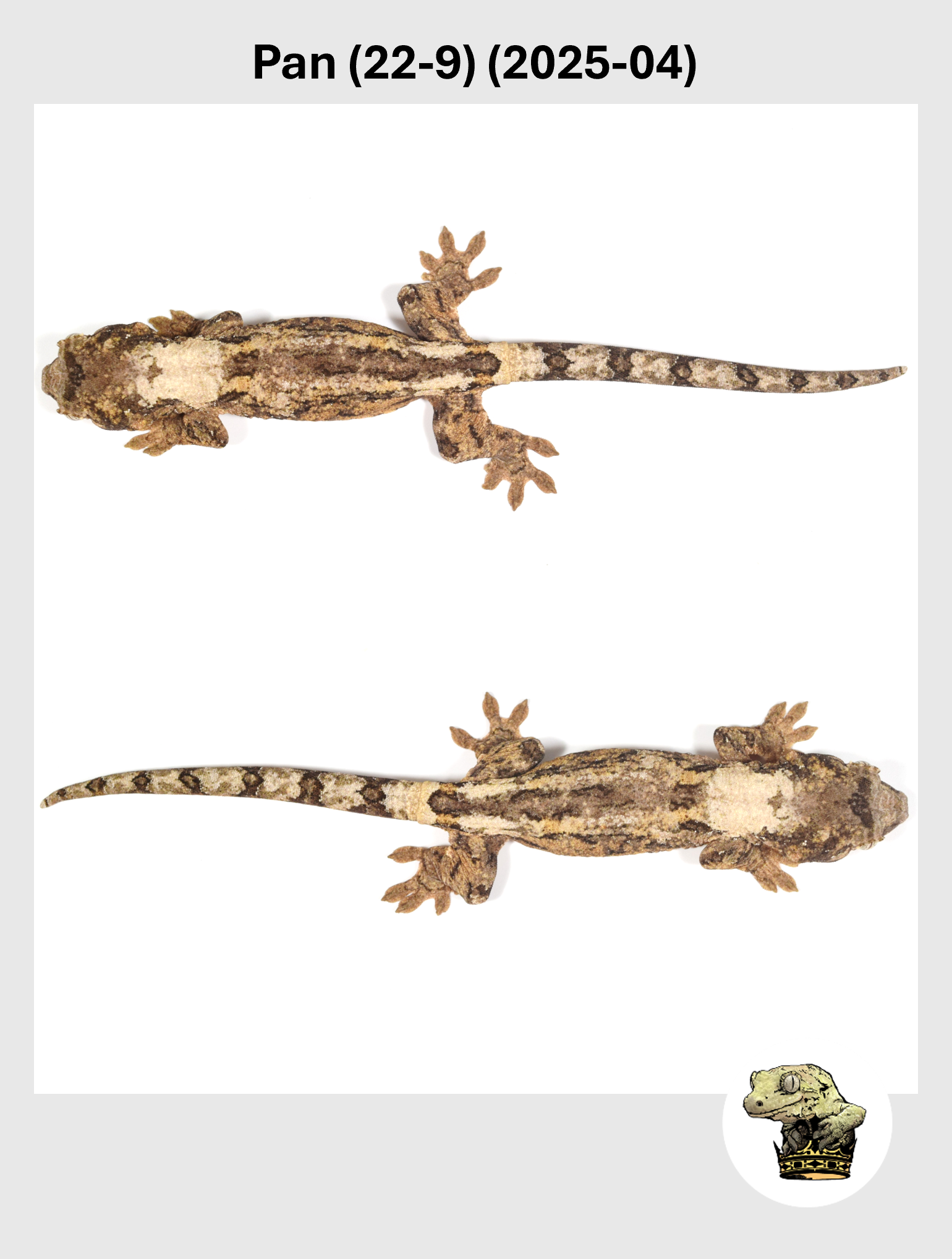 Pan (22-9) (2025-04) (2026-01-20) (3) SQSP.png