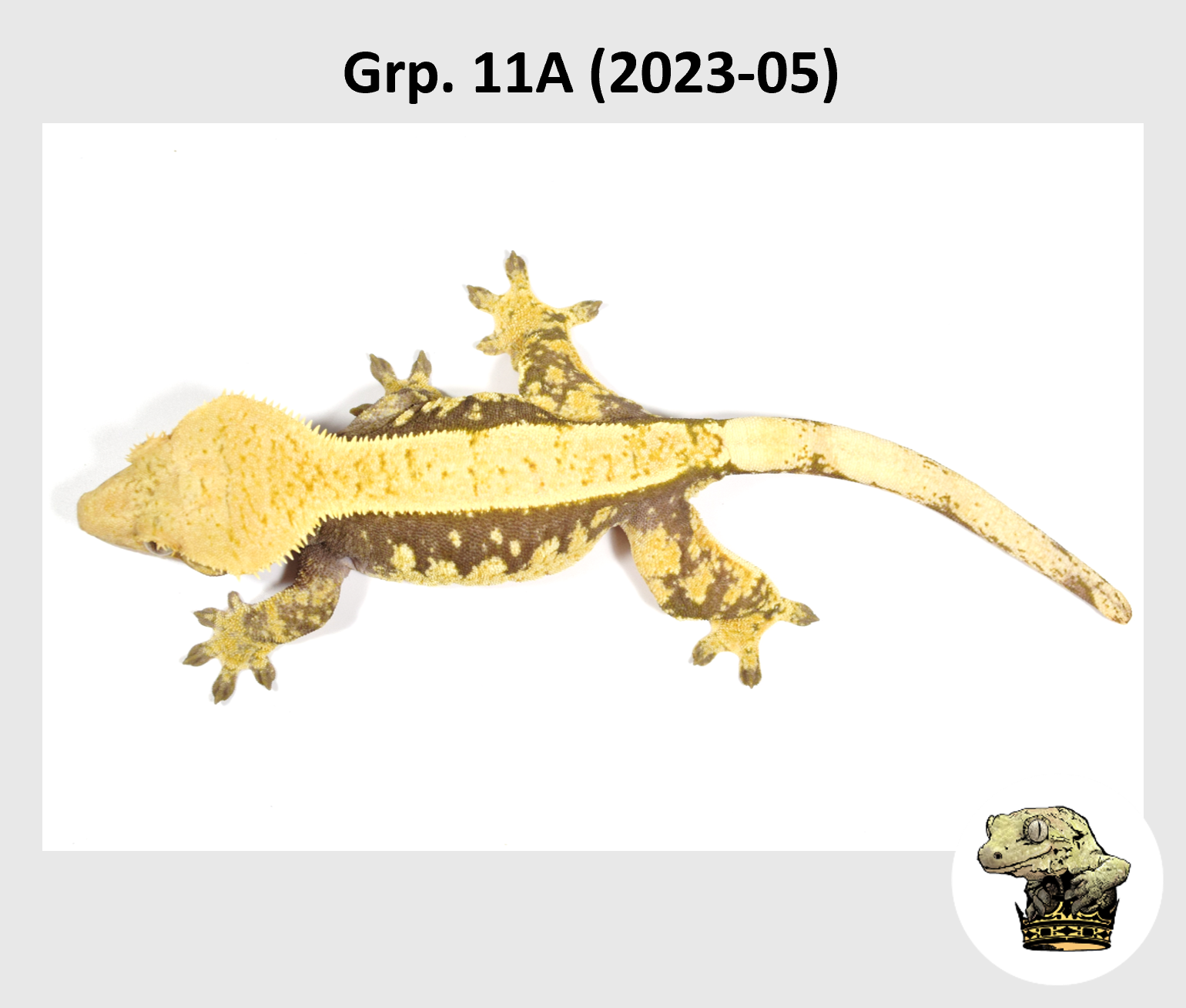 MM Grp. 11A (2023-05) (2024-03-05) (3).png