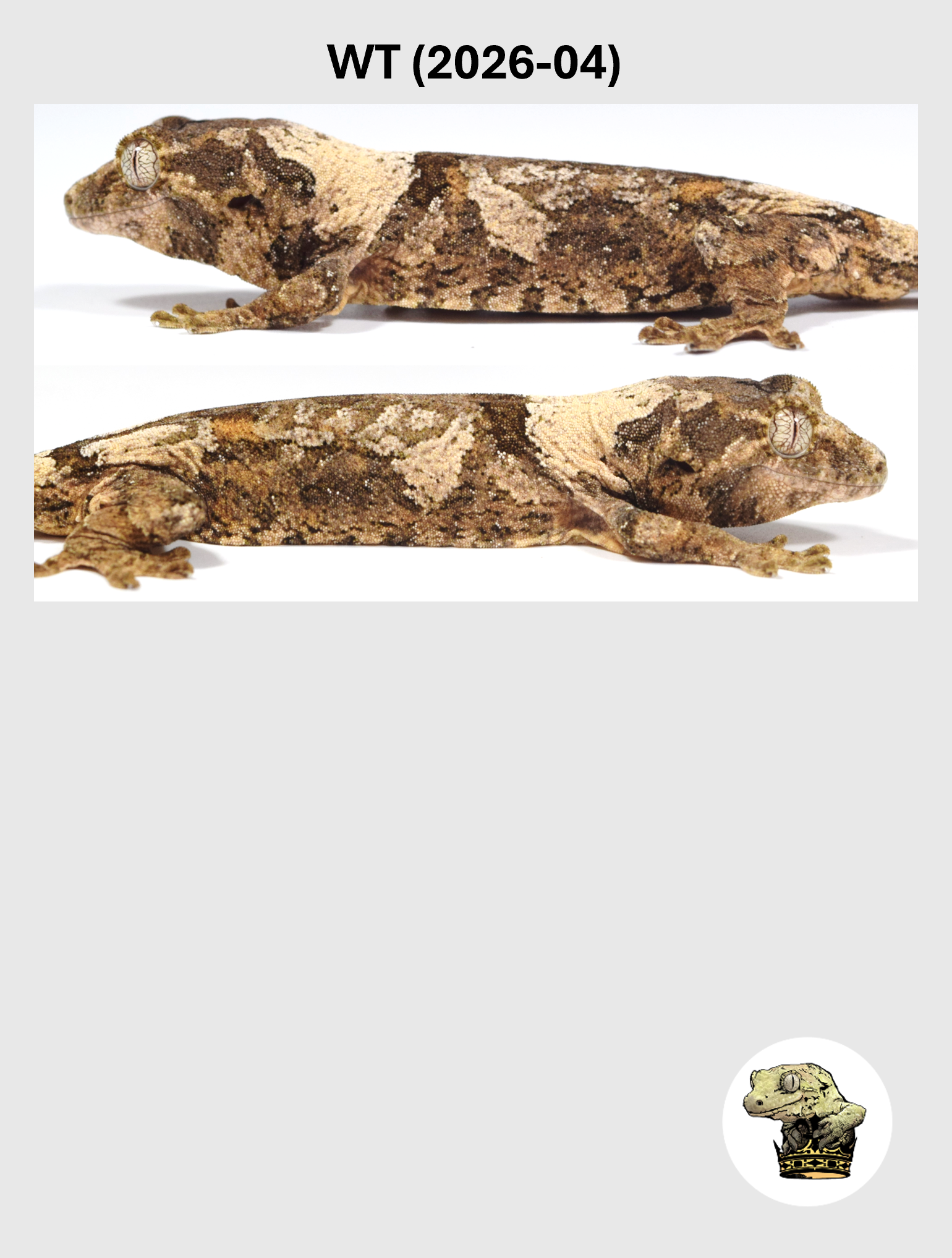 WT (2026-04) (2026-10-28) (5) SQSP.png