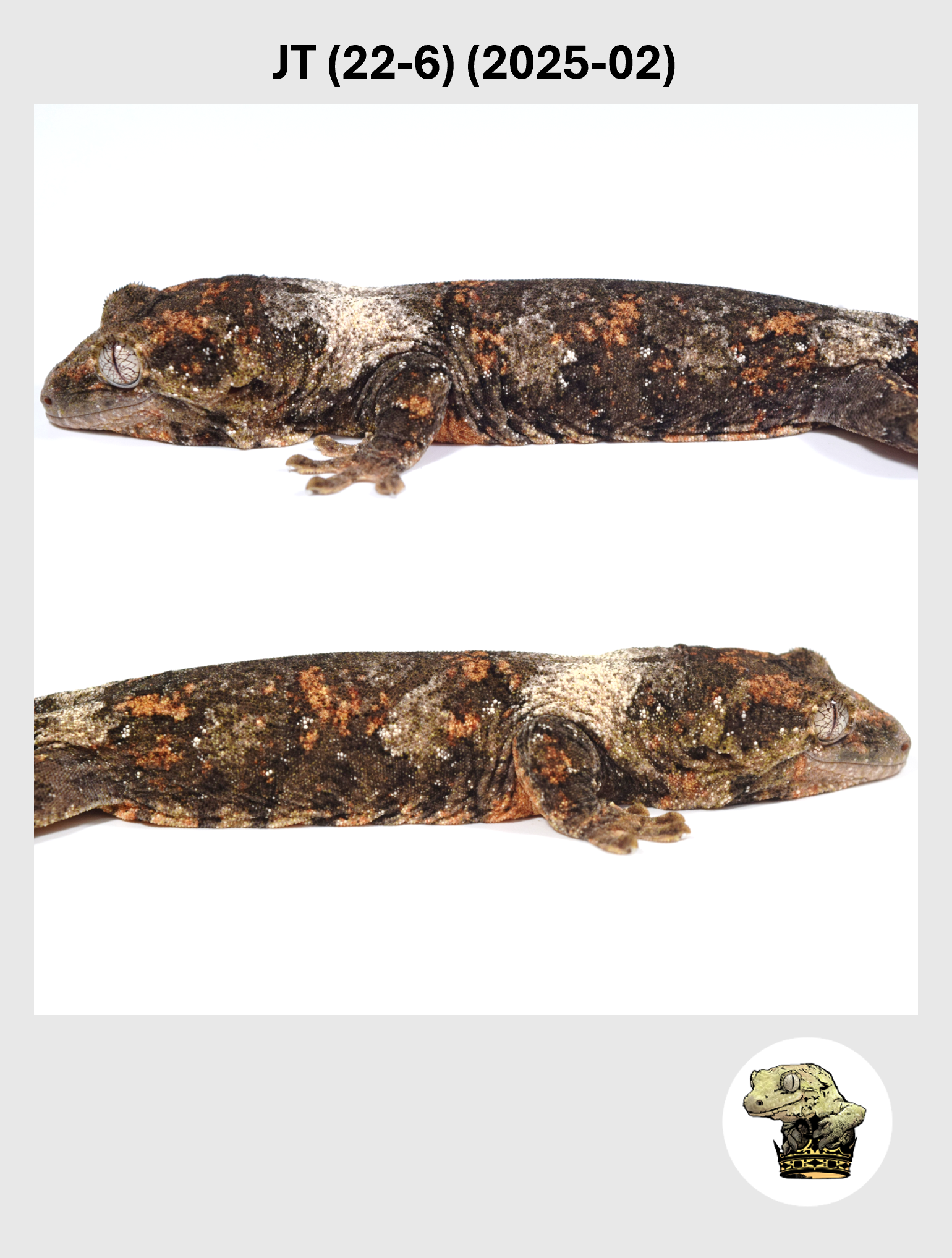 High White Female*! JT (22-6) (2025-02)