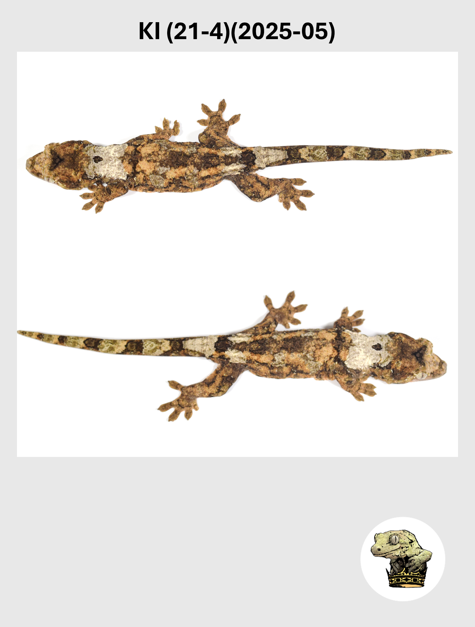 KI (21-4)(2025-05) (2026-02-17) (3) SQSP.png