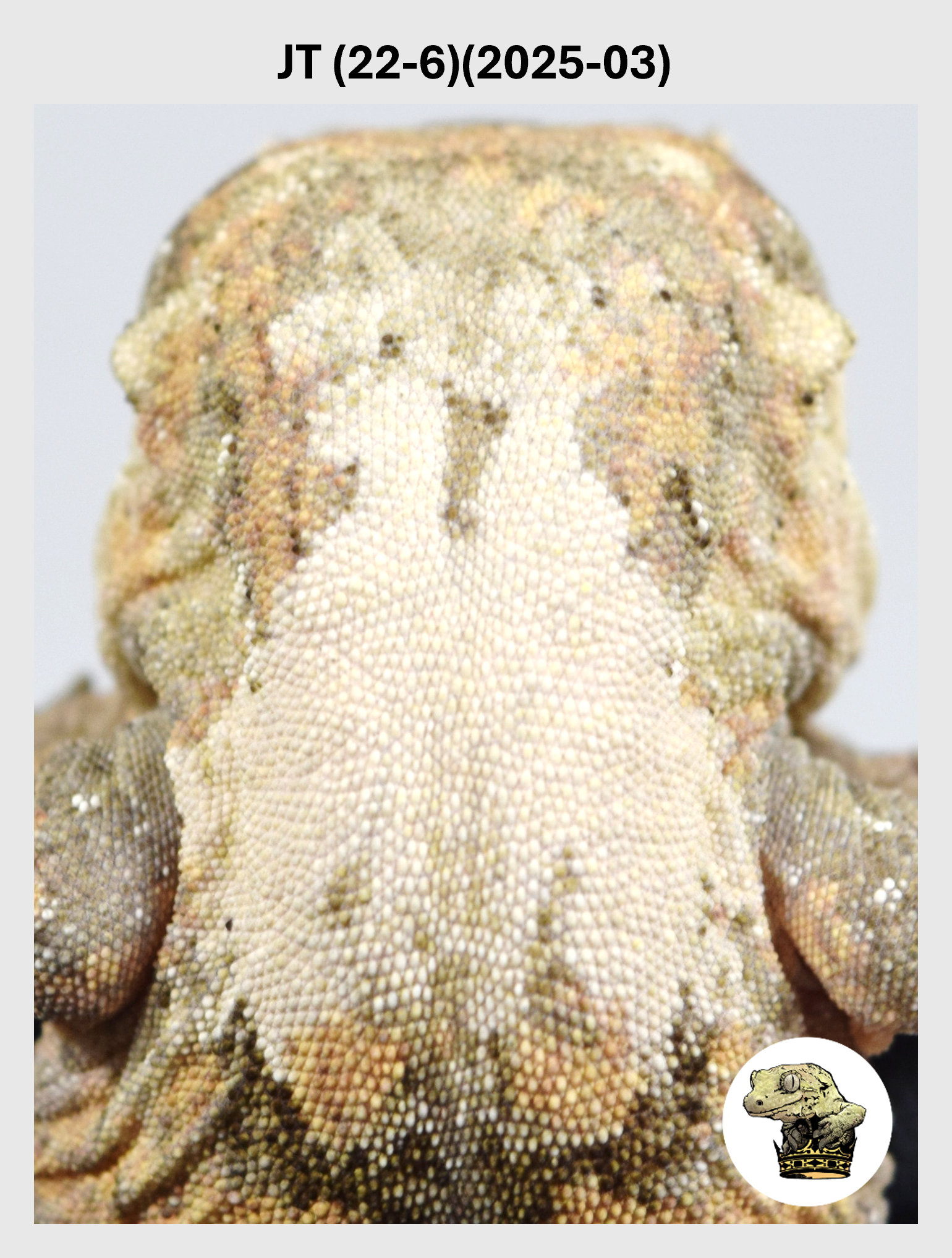 JT (22-6)(2025-03) (2026-02-17) (1) SQSP.png