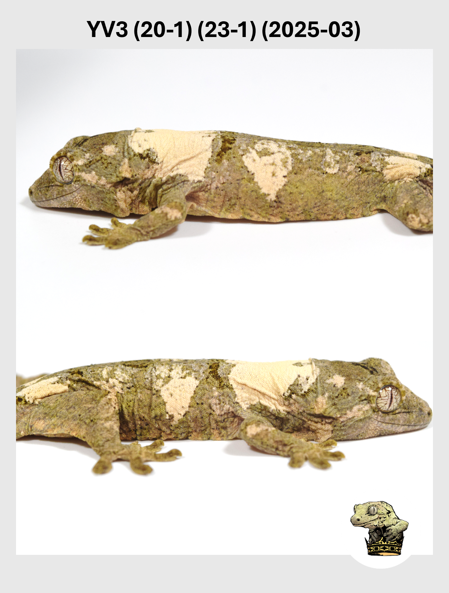 YV3 (20-1) (23-1) (2025-03) (2025-12-22) (4) SQSP.png