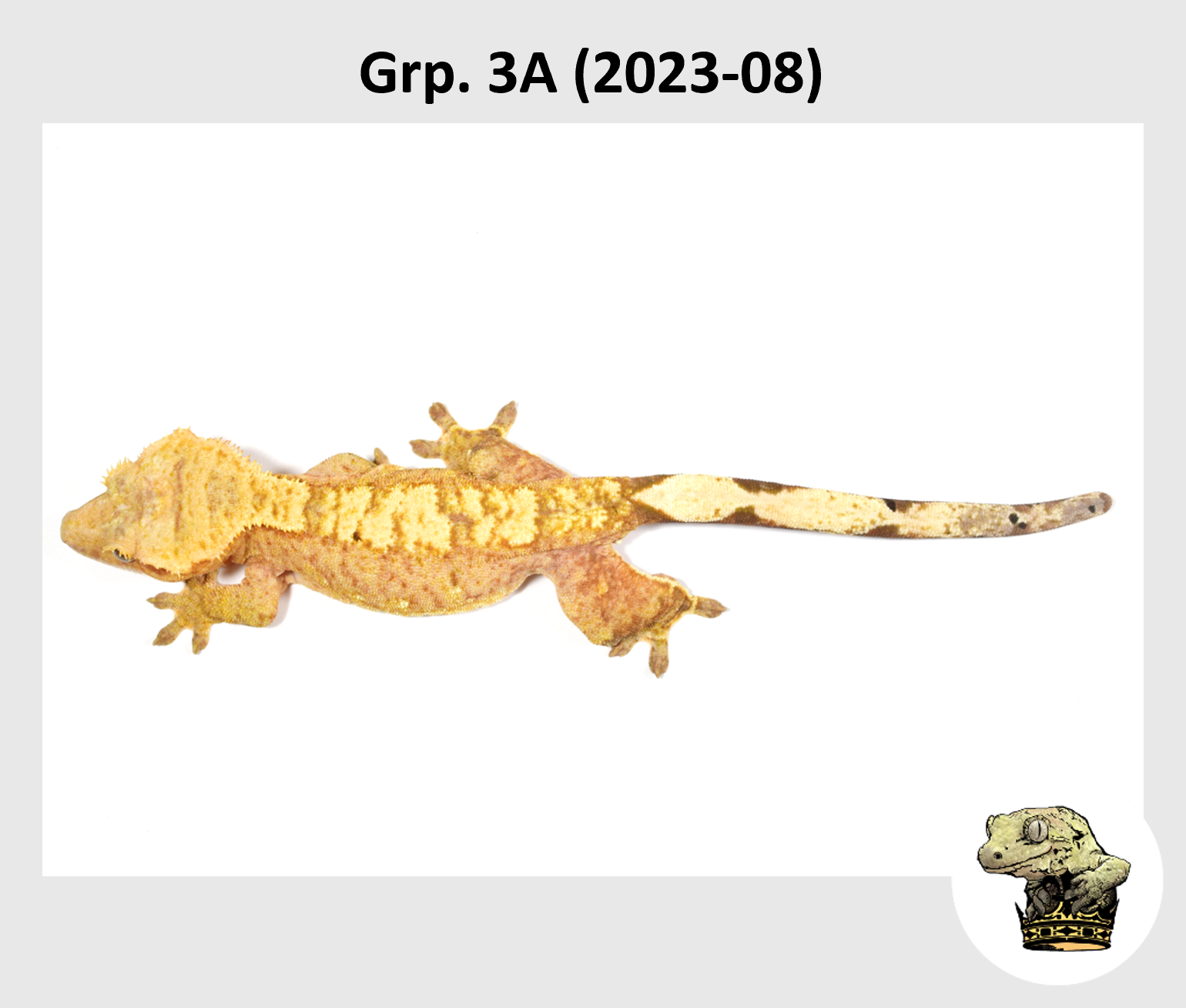 MM Grp. 3A (2023-08) (2024-03-05) (4).png