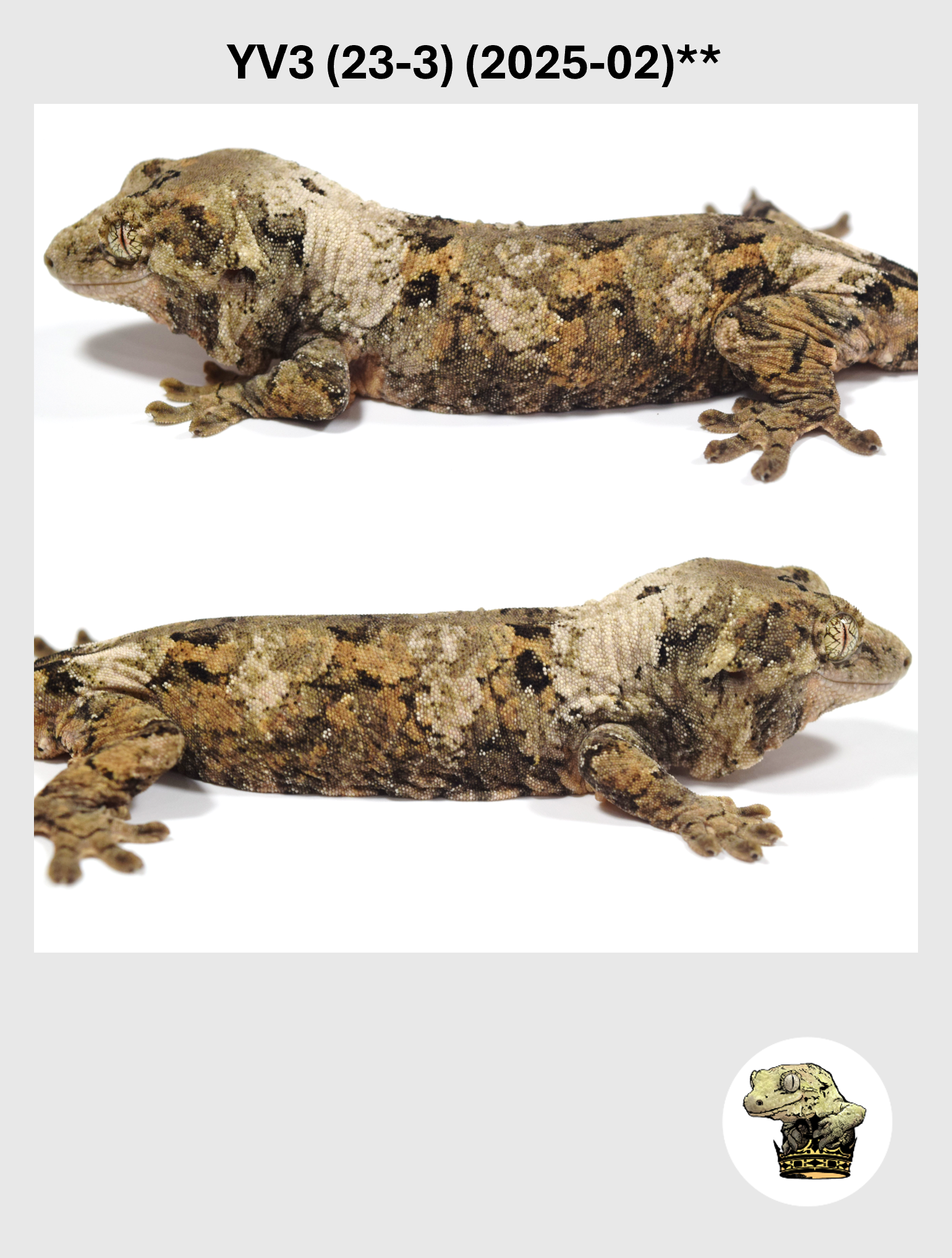 YV3 (23-3) (2025-02) REPEAT (2026-03-18) (4) SQSP.png