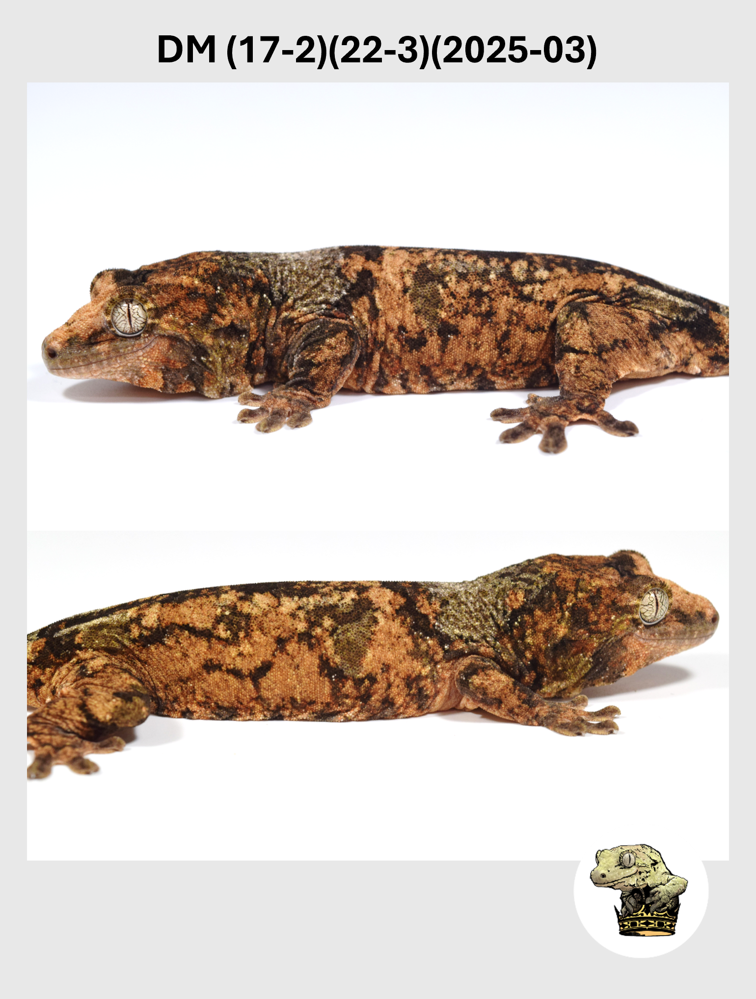 DM (17-2)(22-3)(2025-03) (2026-02-10) (2) SQSP.png