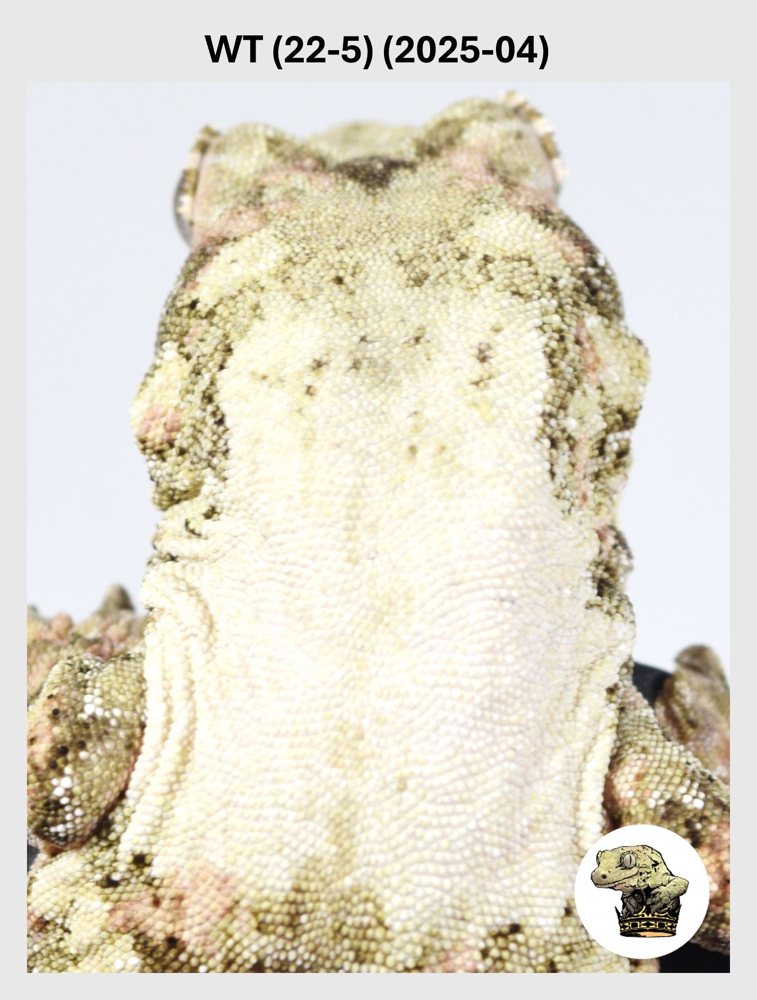 High White Striped Female*! WT (22-5) (2025-04)