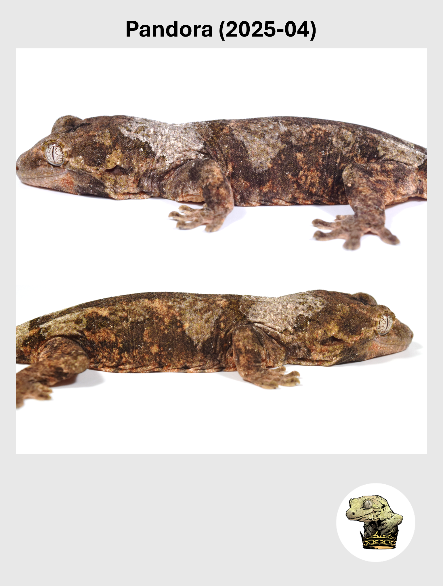 Pandora (2025-04) (2026-10-02) (2) SQSP.png