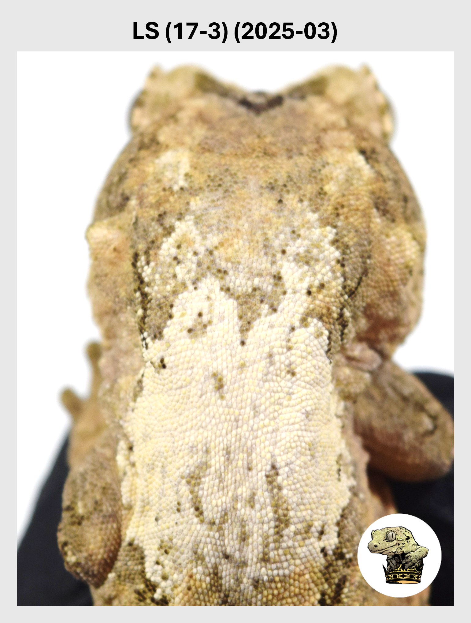 BIG White Collar Male! LS (17-3) (2025-03)