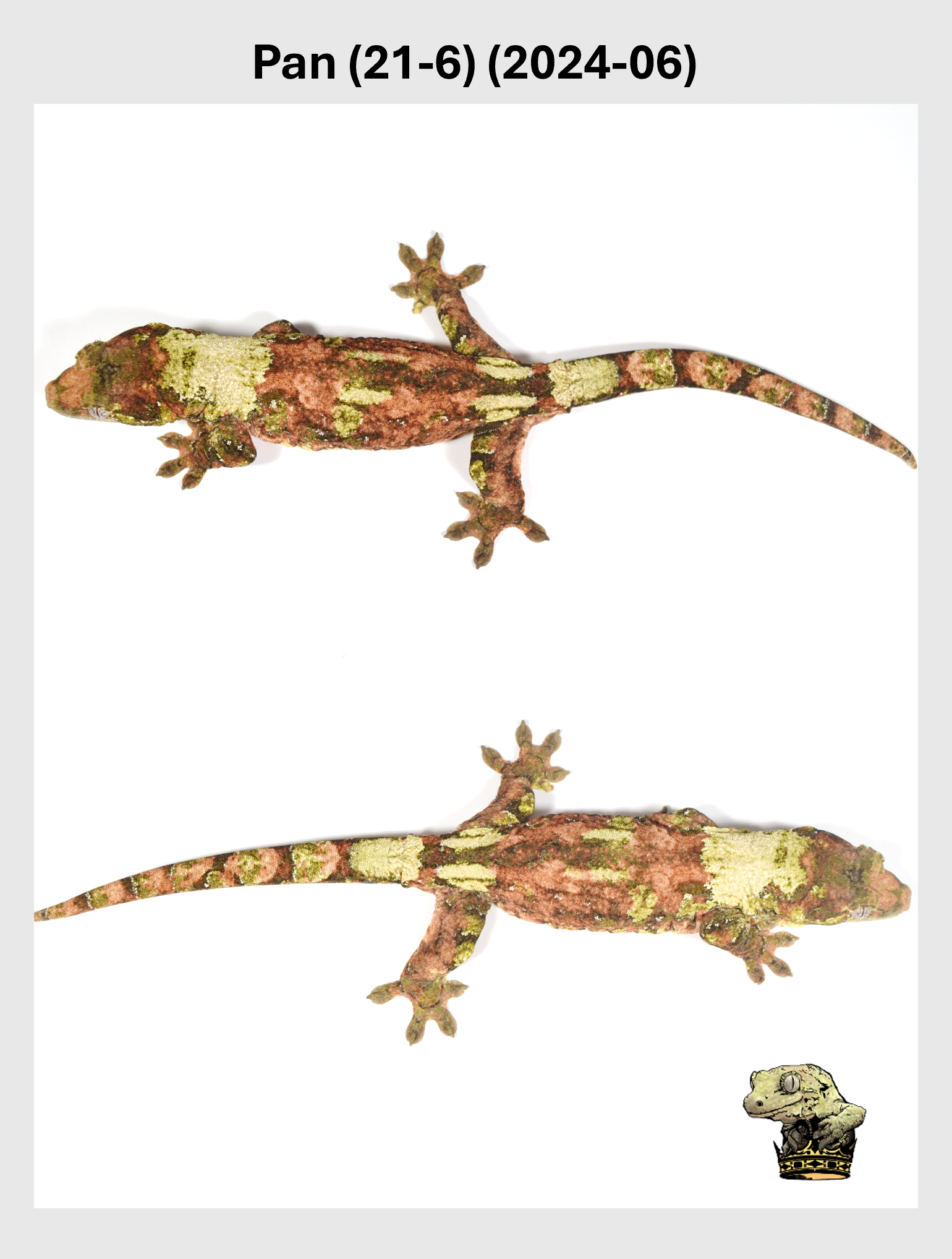 Pan (21-6) (2024-06) (2025-12-22) (3) SQSP.png