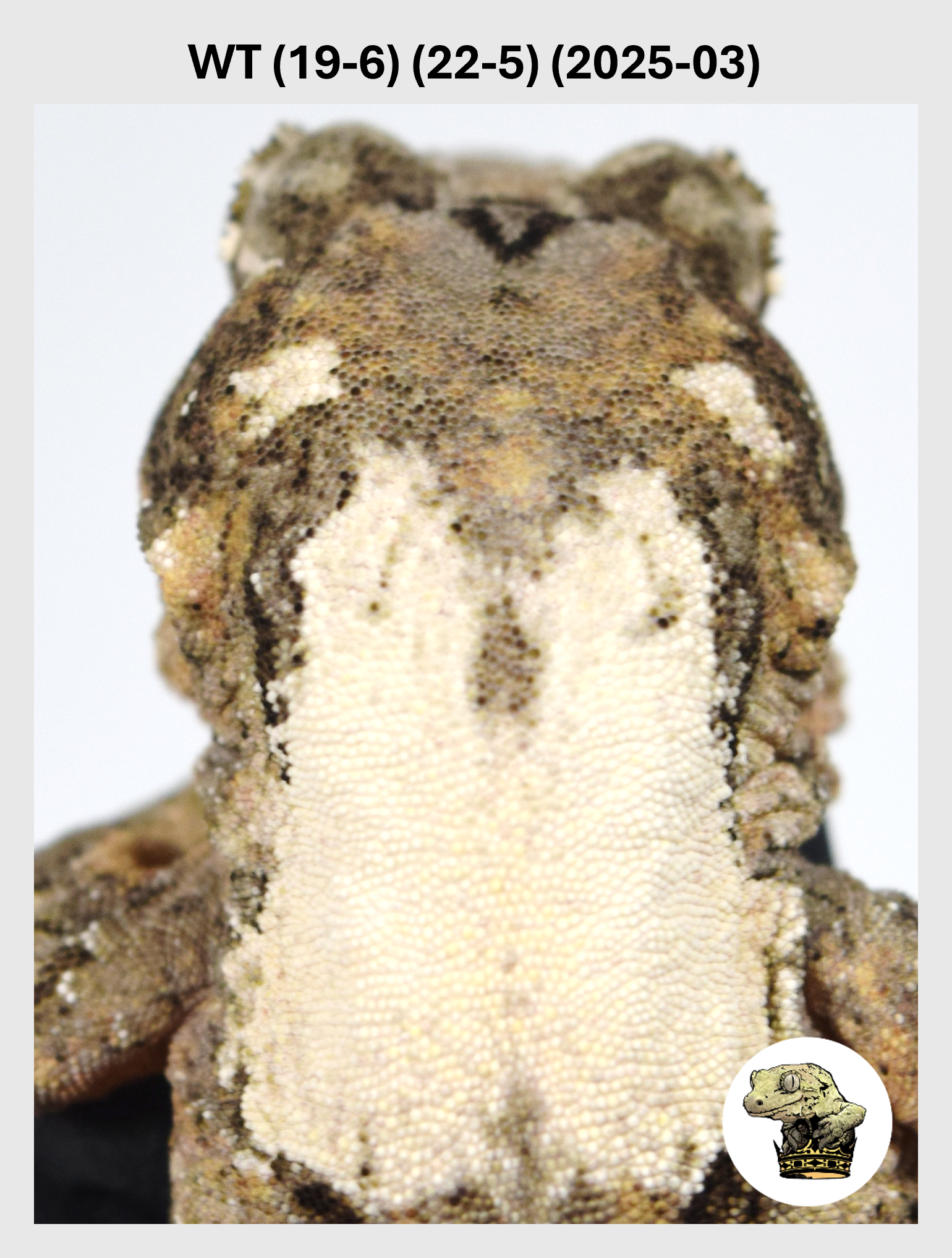 WT (19-6) (22-5) (2025-03) (2025-12-16) (1) SQSP.png