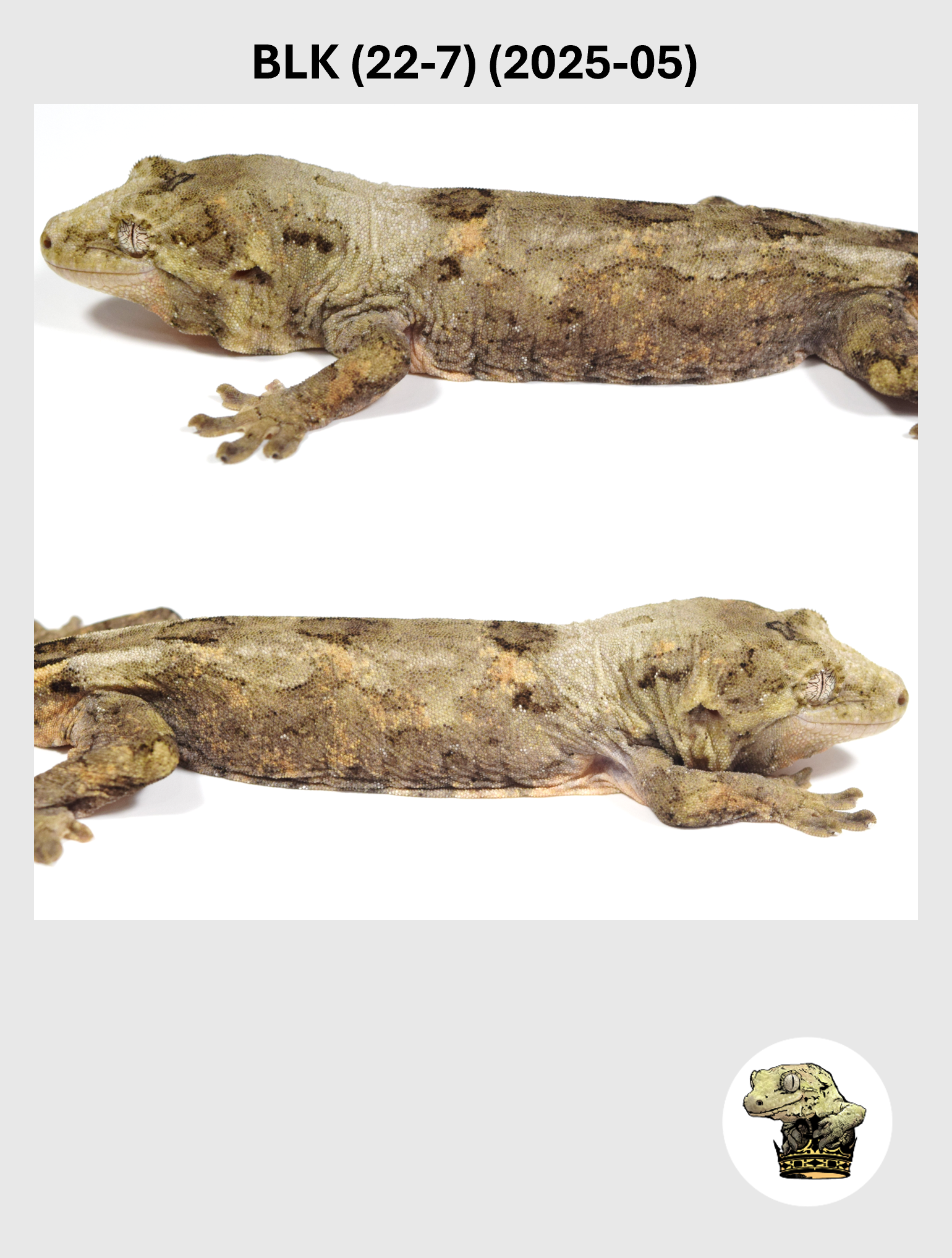 BLK (22-7) (2025-05) (2026-03-11) (4) SQSP.png