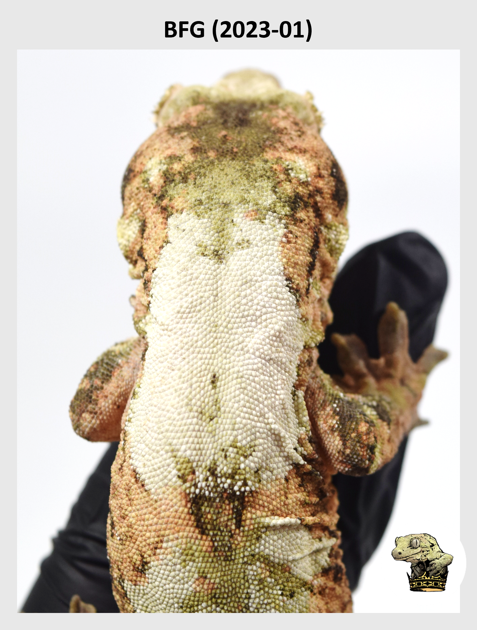 BFG (2023-01) (2024-06-22) (1) SQSP.png