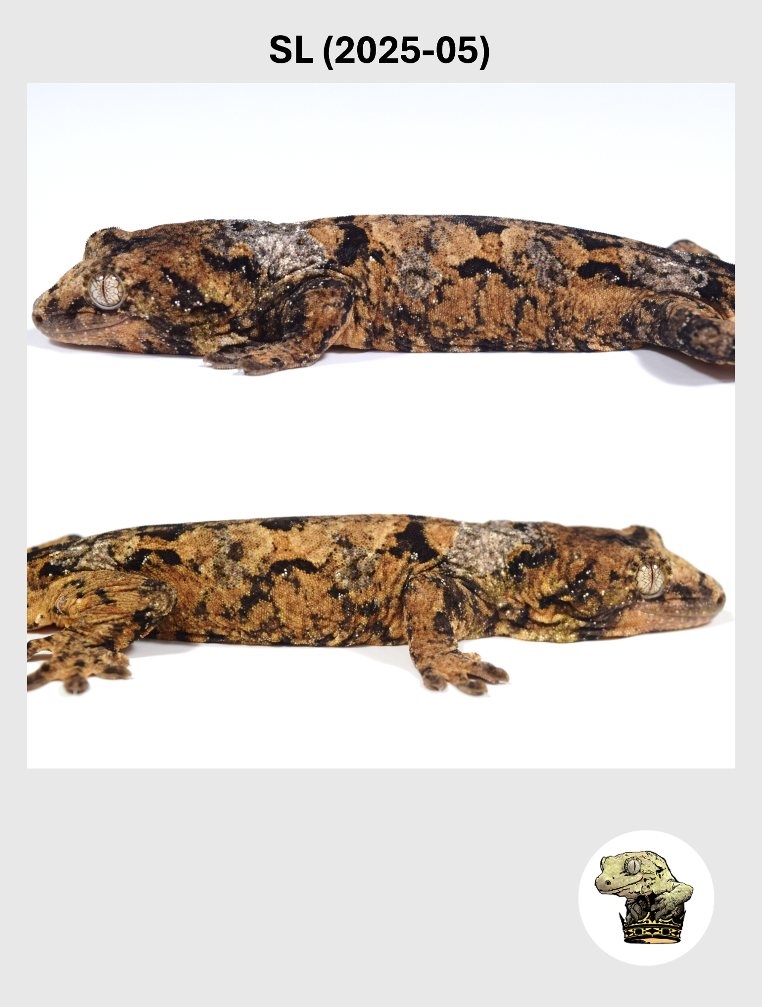 Super High Color ORANGE, White Collar Male*! SL (2025-05)