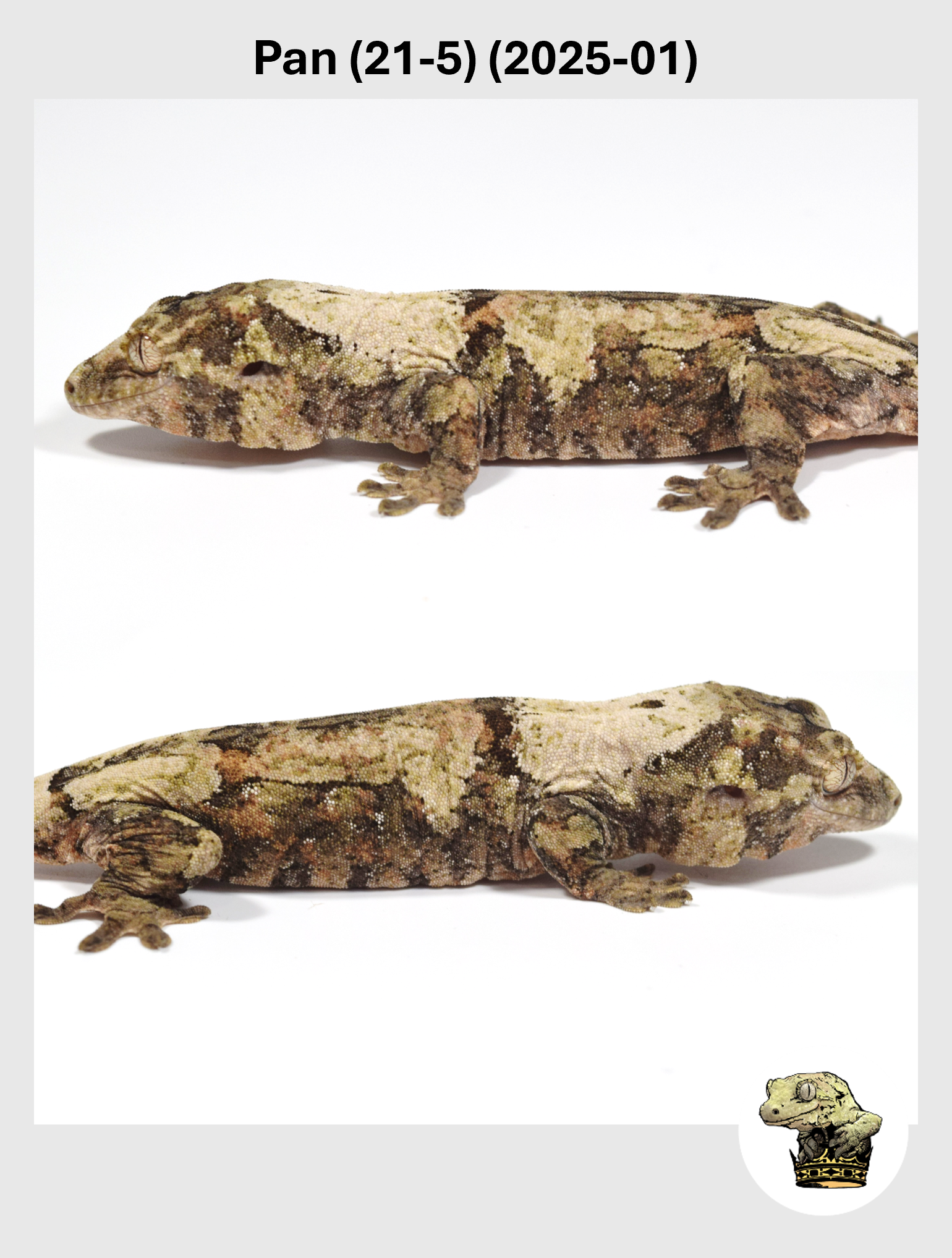 Pan (21-5) (2025-01) (2025-09-30) (4) SQSP.png