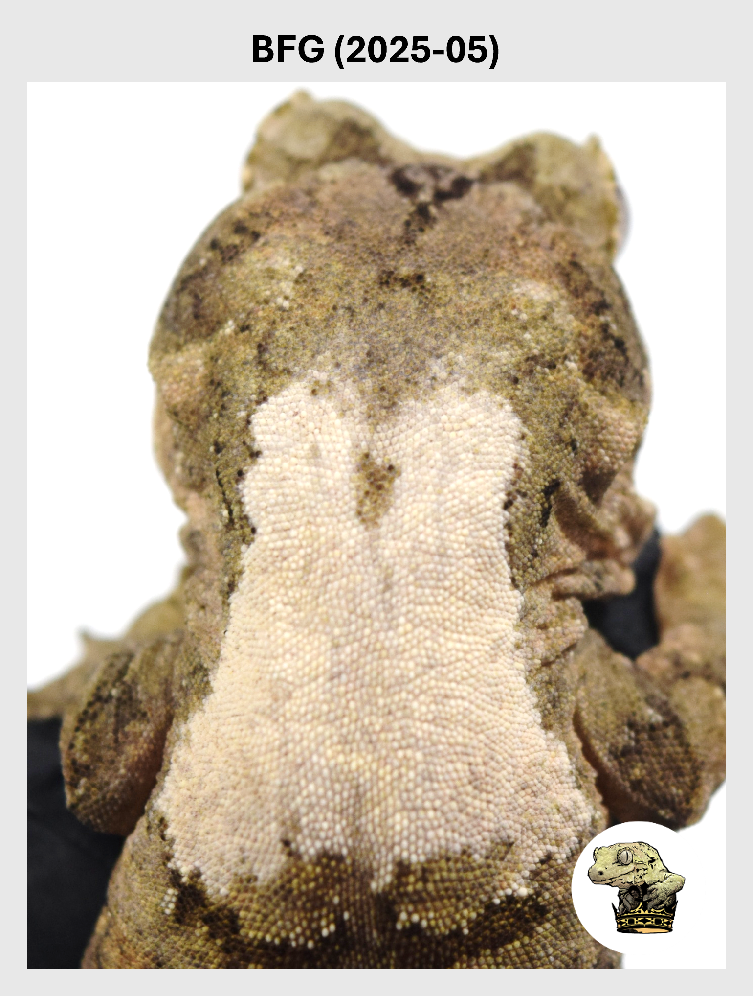 Large White Collar Male*! BFG (2025-05)