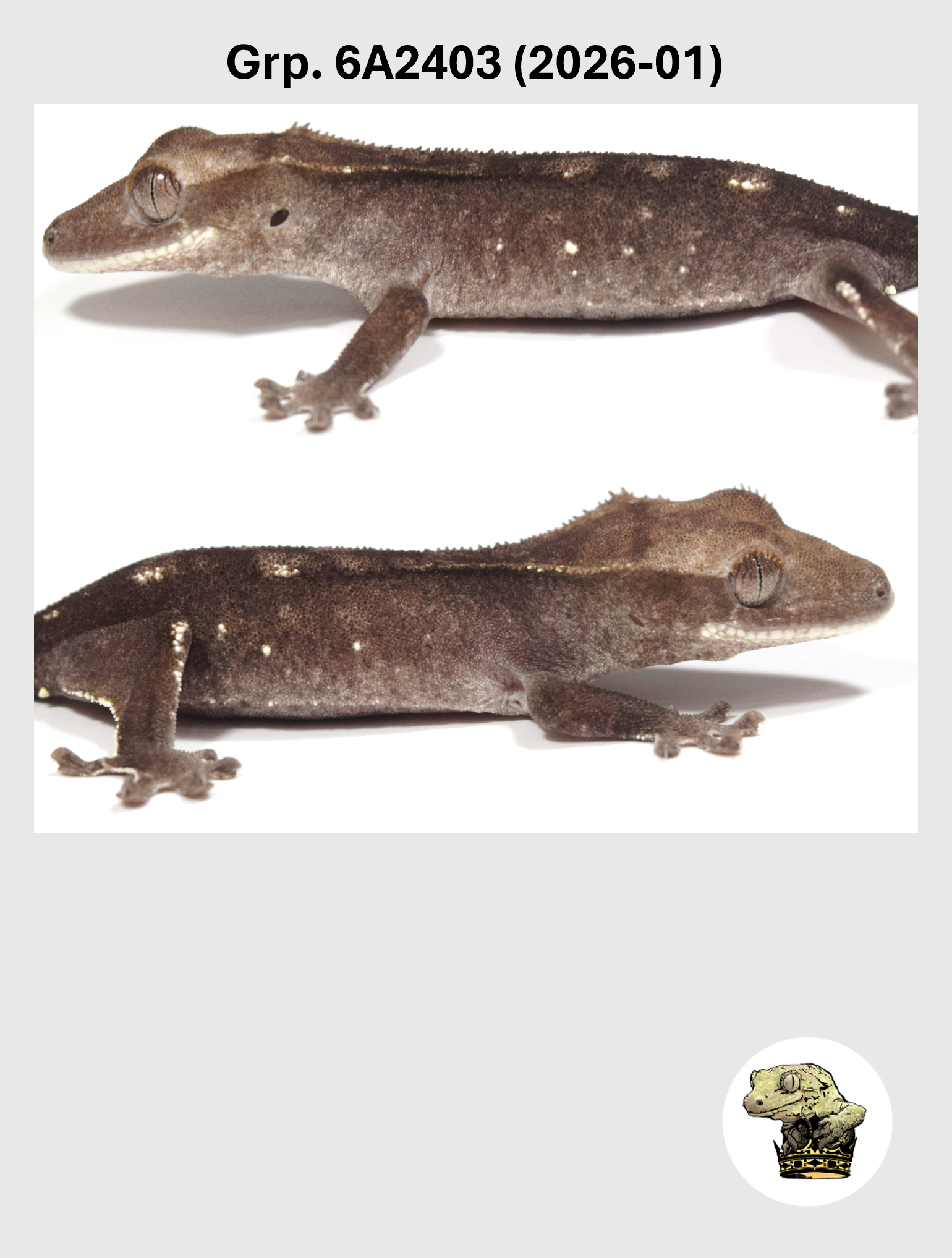 Visual Axanthic Female* Crested Gecko! 6A2403 (2026-01)