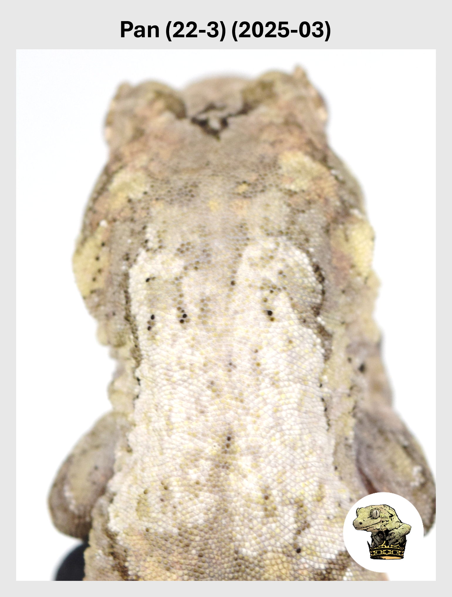 Pan (22-3) (2025-03) (2026-01-16) (1) SQSP.png