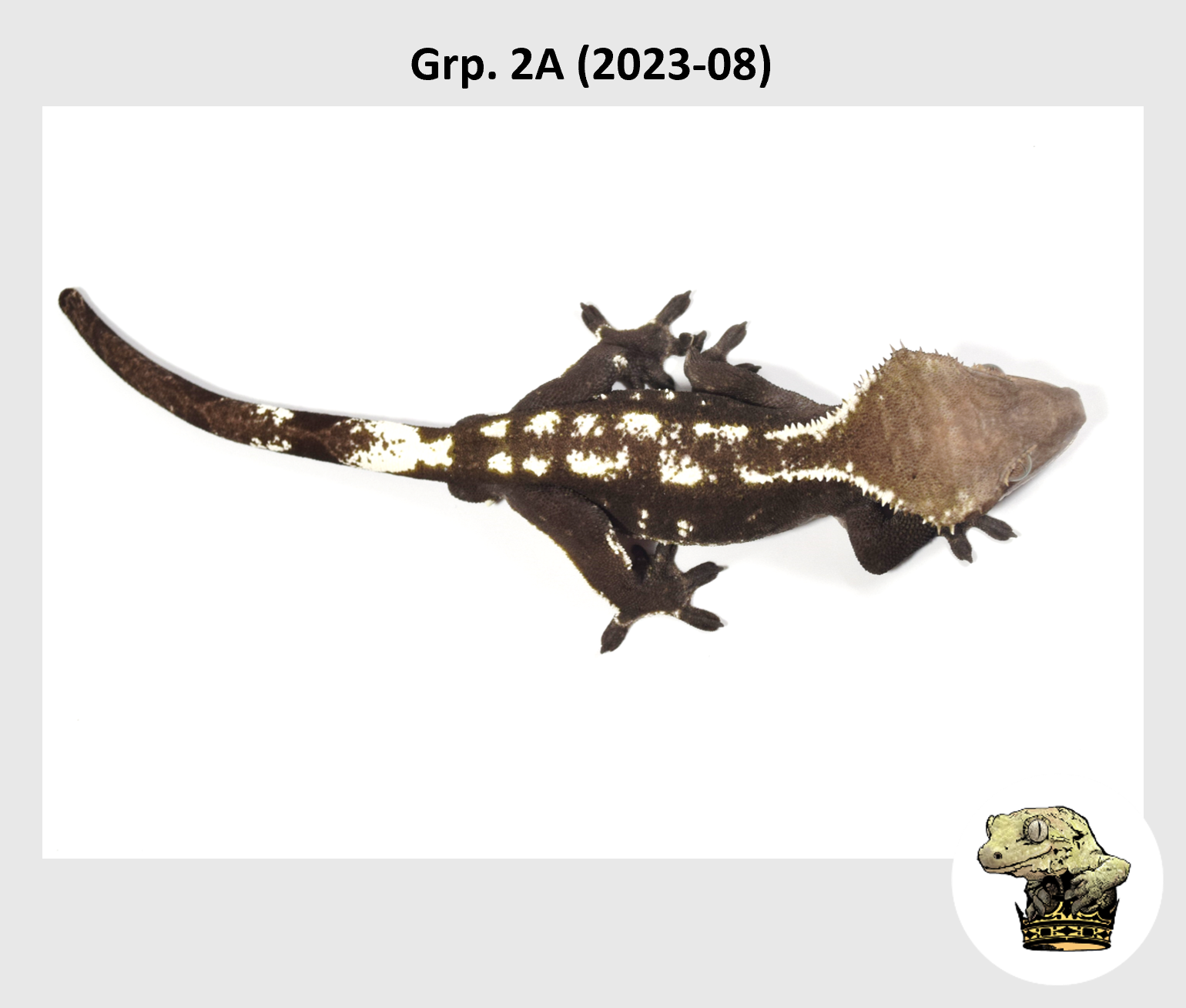 MM Grp. 2A (2023-08) (2024-11-06) (2).png