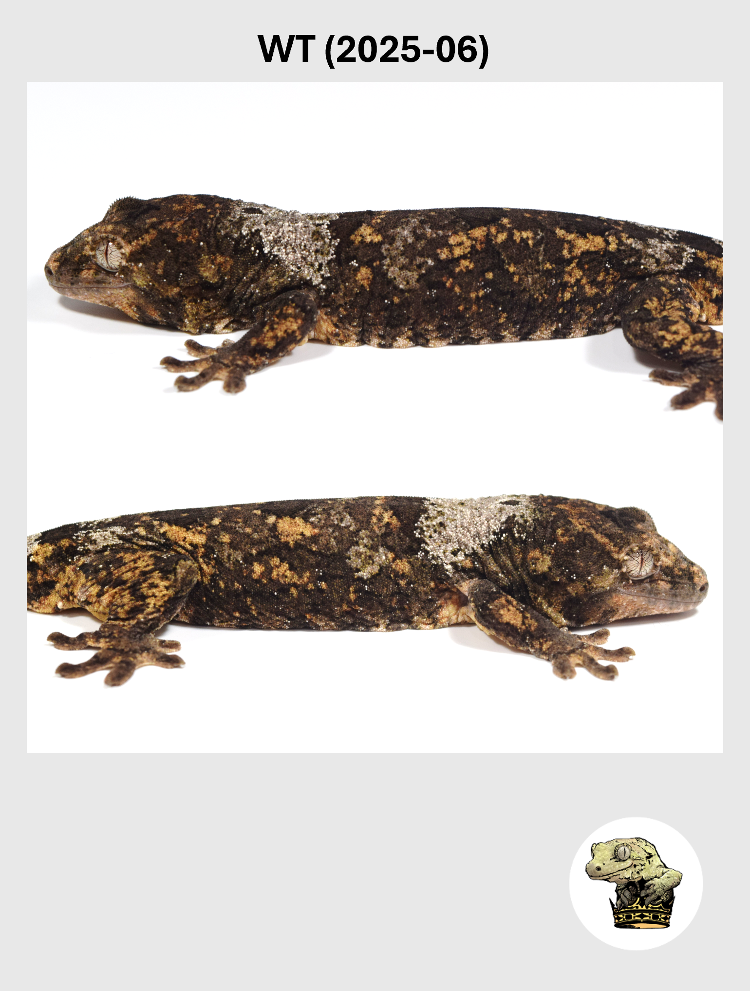 High White Male*! WT (2025-06)