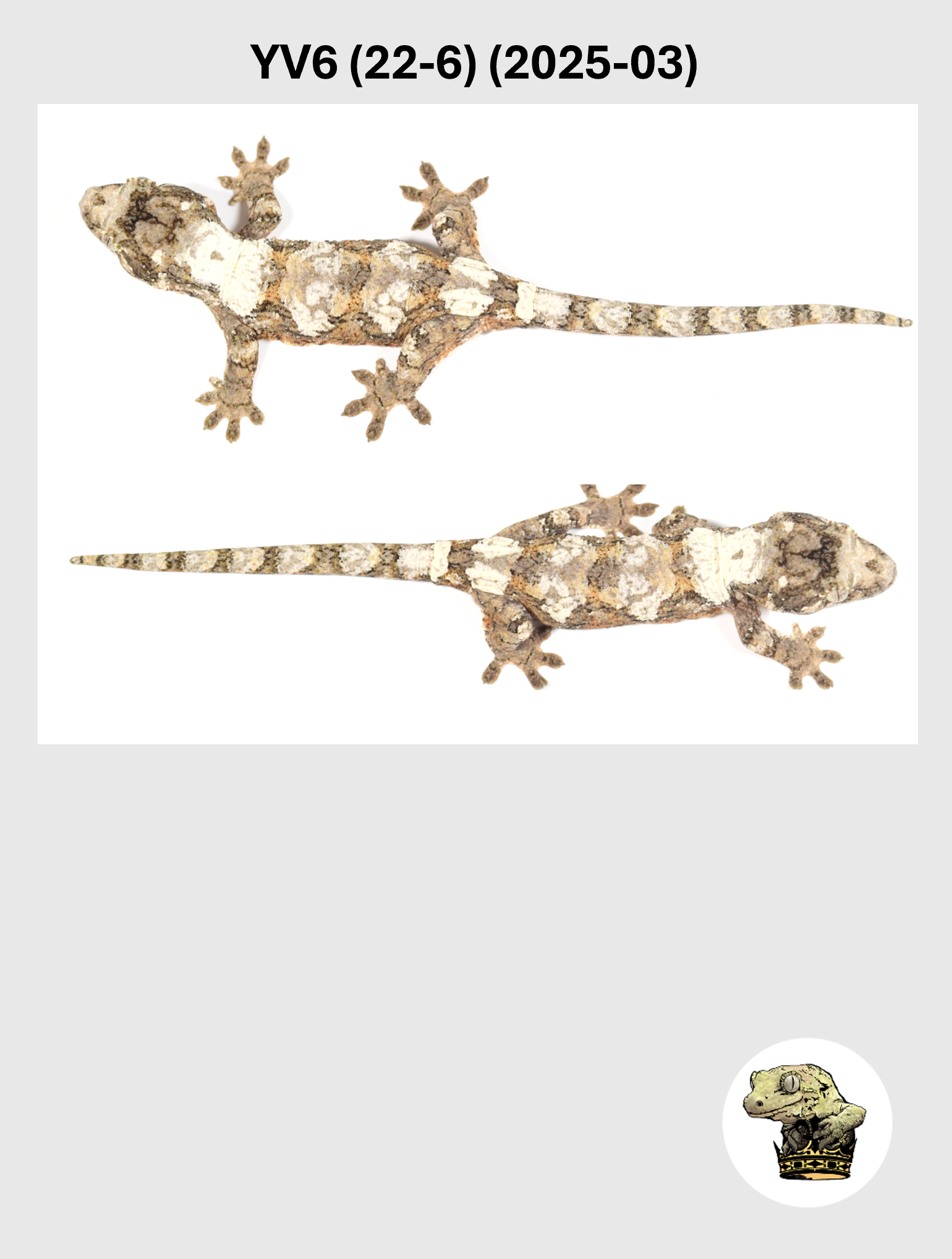 YV6 (22-6) (2025-03) (2026-03-04) (5) SQSP.png