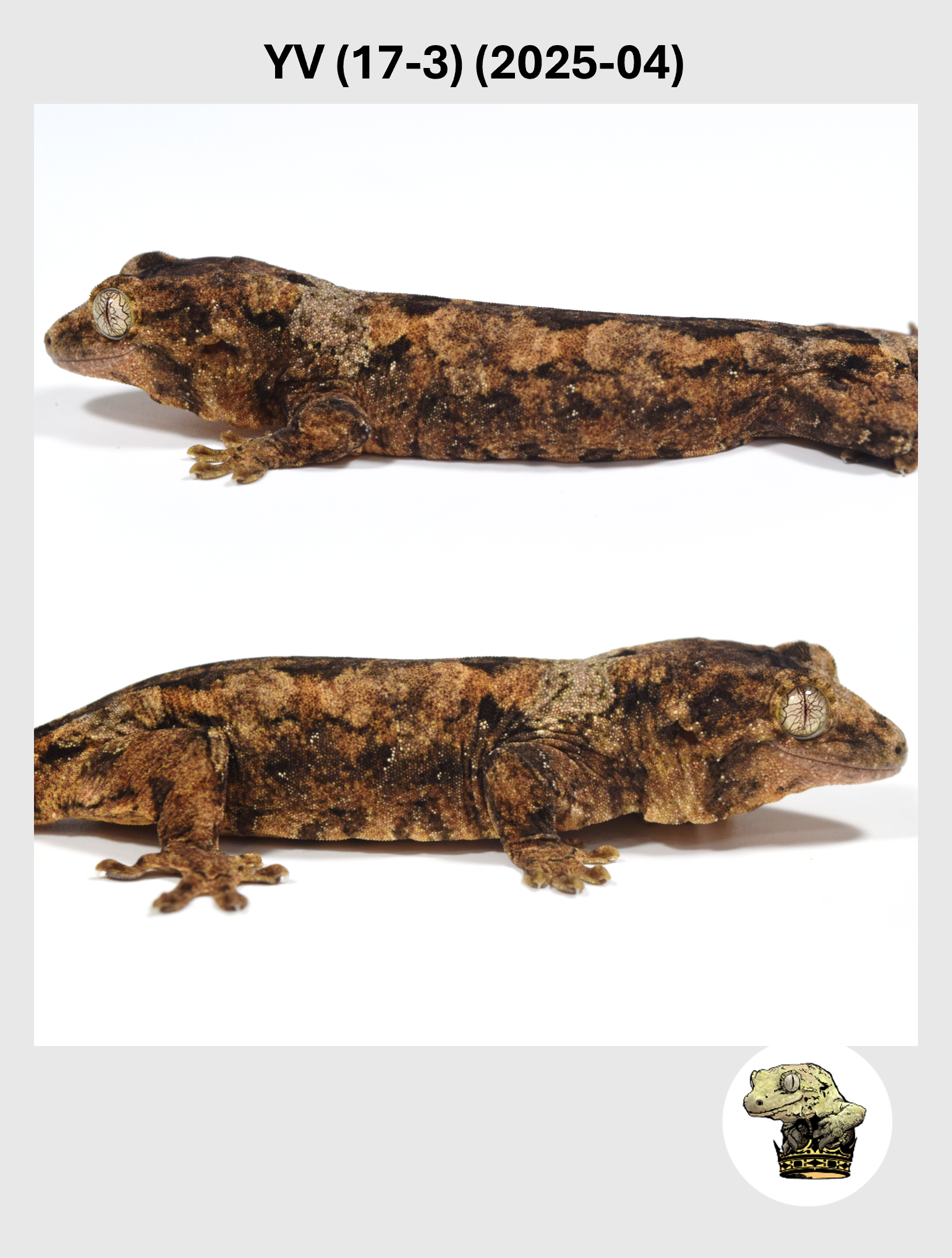 YV (17-3) (2025-04) (2026-02-03) (2) SQSP.png