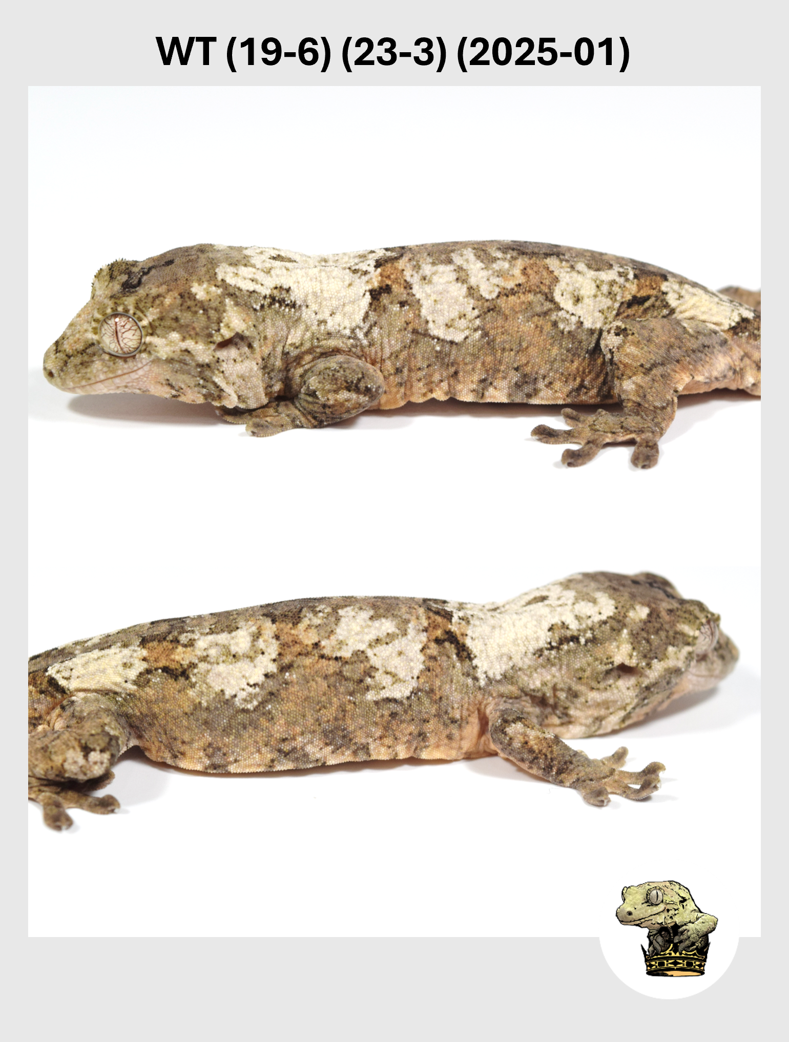 WT (19-6) (23-3) (2025-01) (2026-02-25) (4) SQSP.png